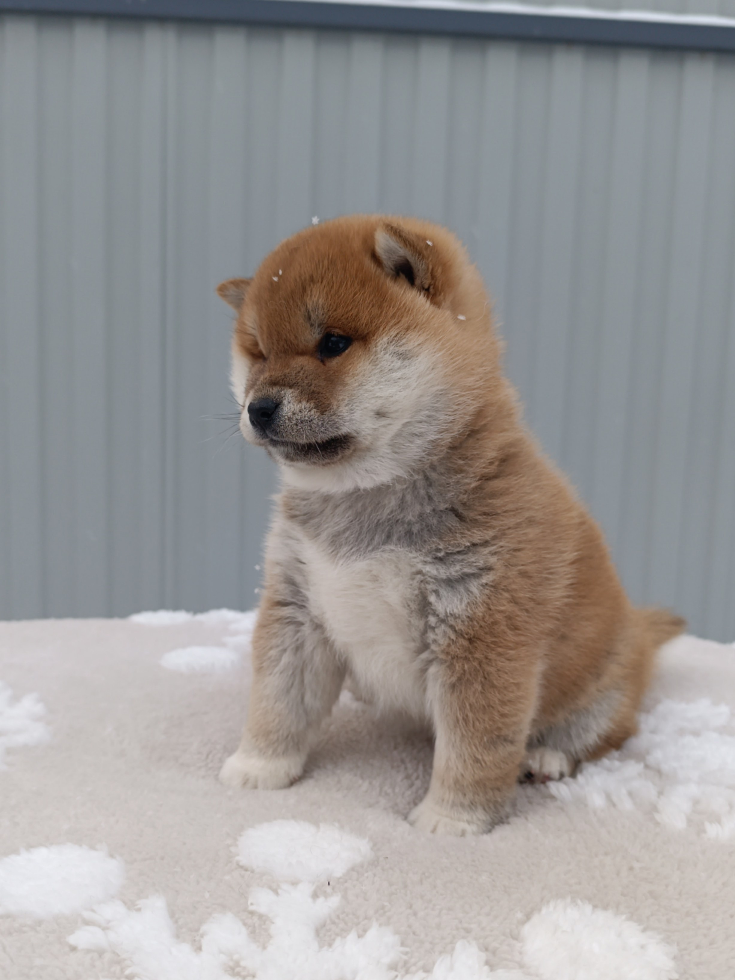 сиба питомник Рубилайт щенки на продажу rubylight  сиба щенки купить СПб Санкт-Петербург 