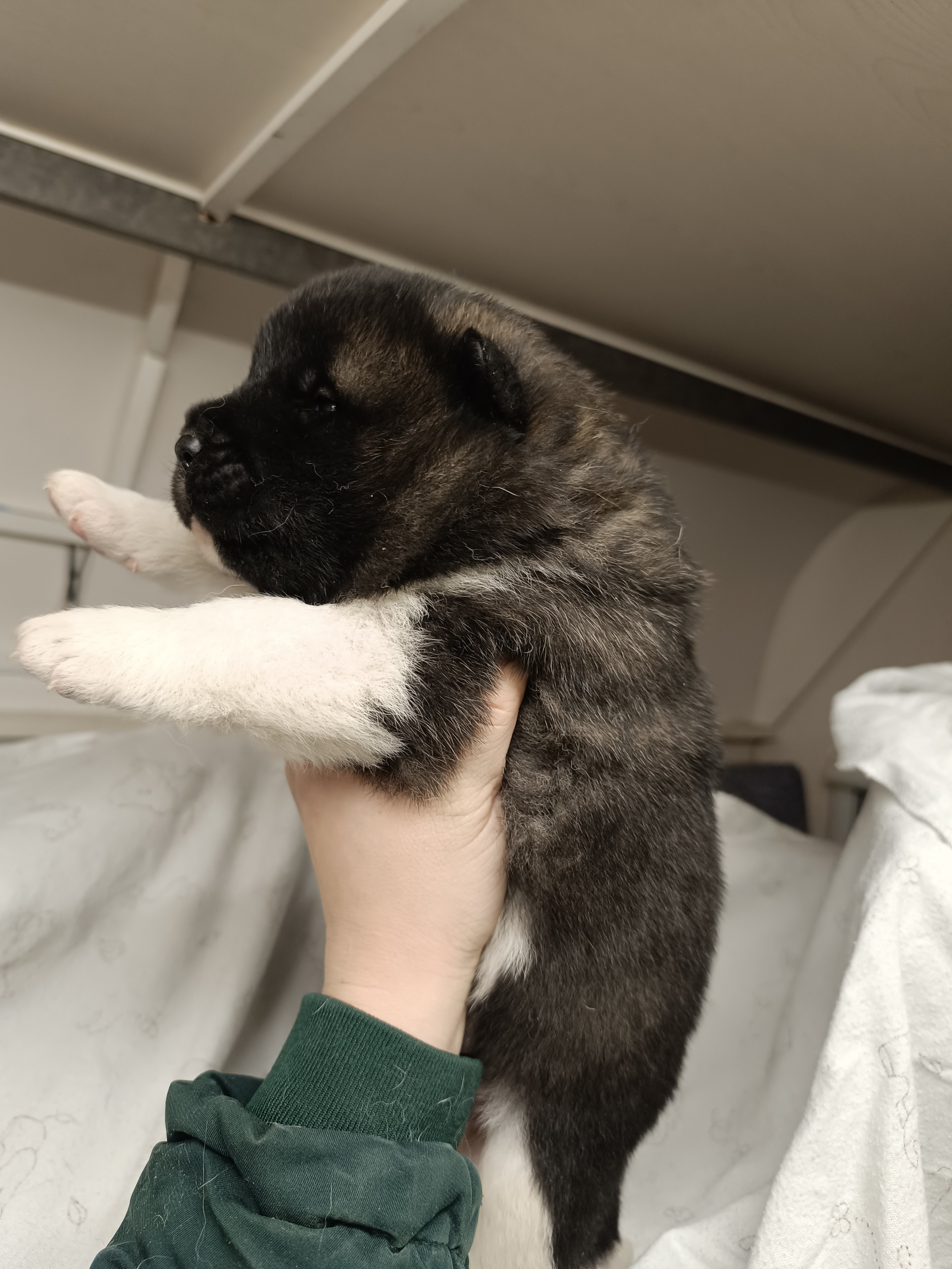 Американская акита  щенки питомник Санкт-Петербург клубные щенки Американская акита питомник RUBYLIGHT Рубилайт купить щенка американской акиты