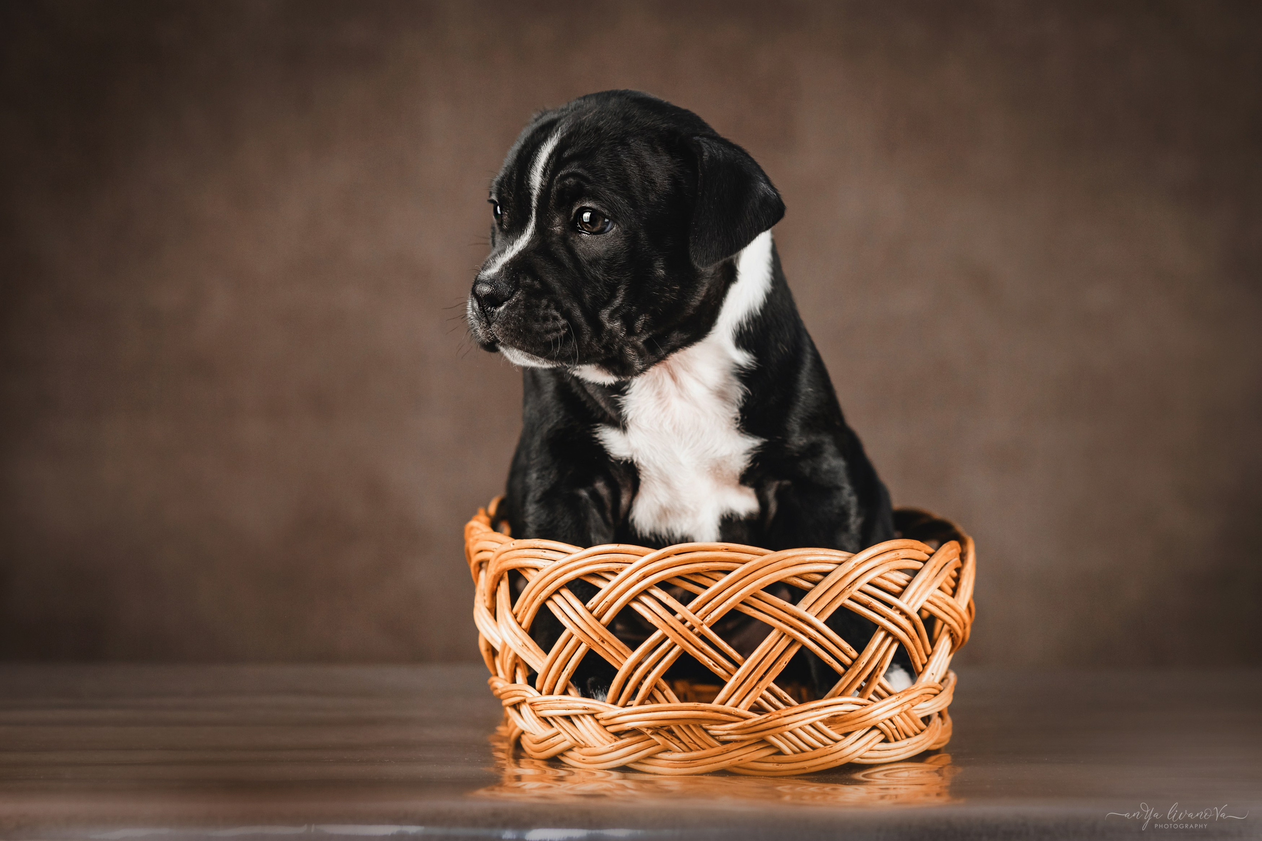 Стаффи. Фотограф анималист Аня Ливанова | Рыбинск