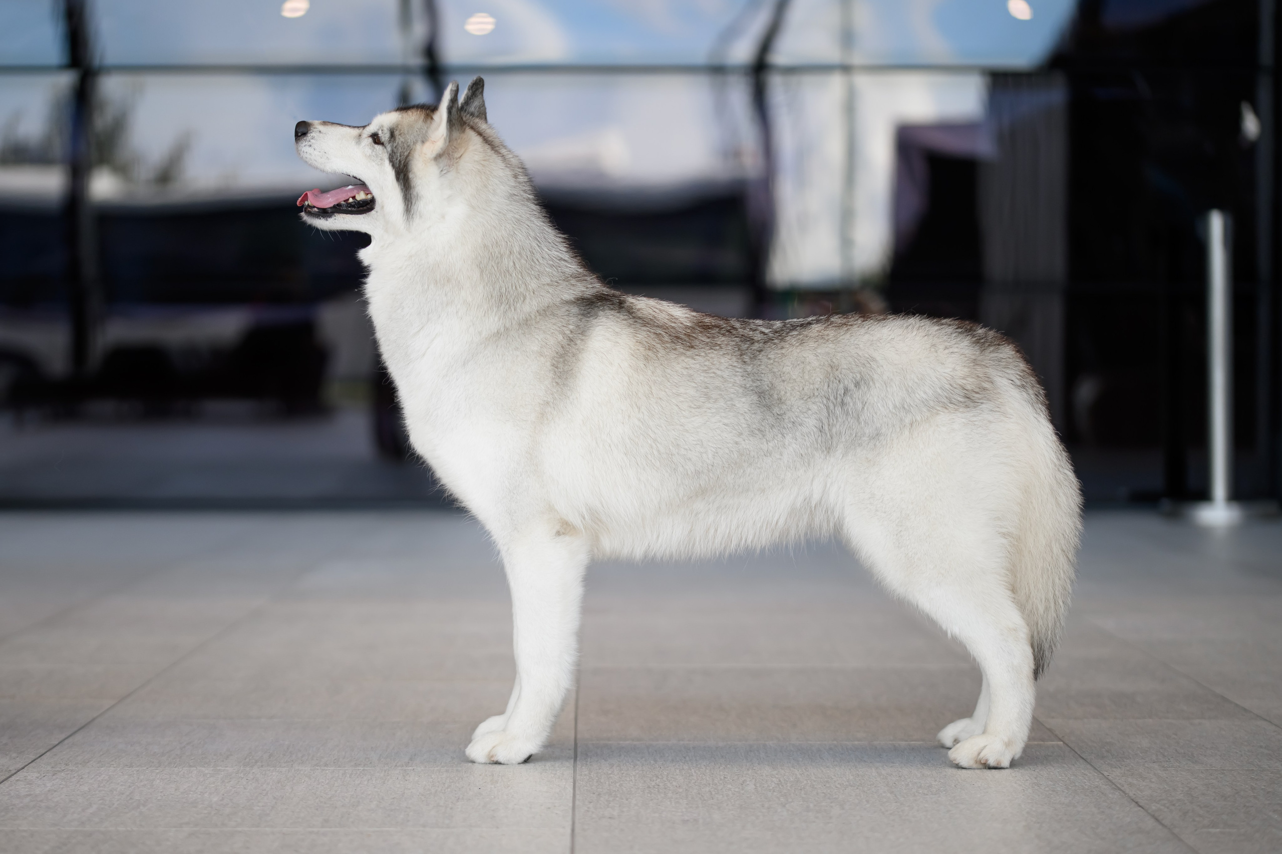 Собаки. FASHION ФОТОГРАФ КАЗАНЬ