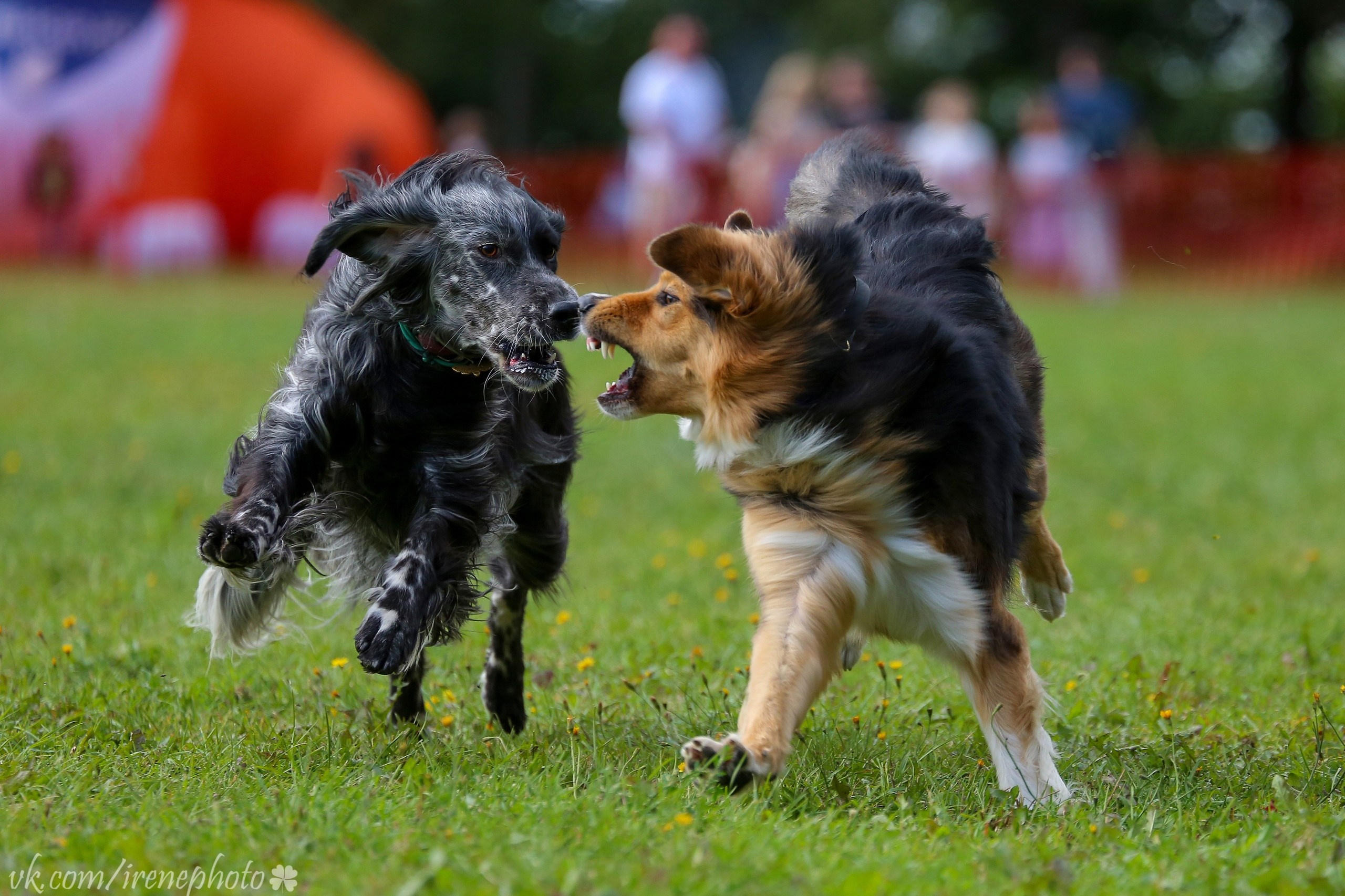 Petshop Run. Irenephoto.ru