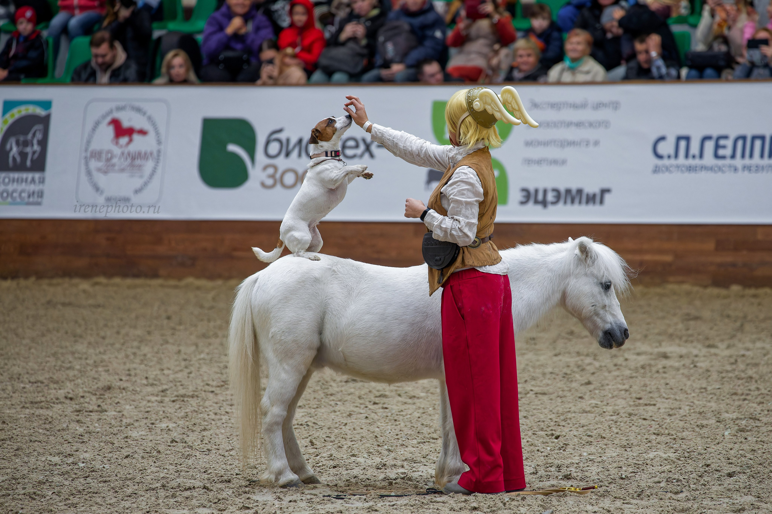 Конная Россия 2024. Irenephoto.ru