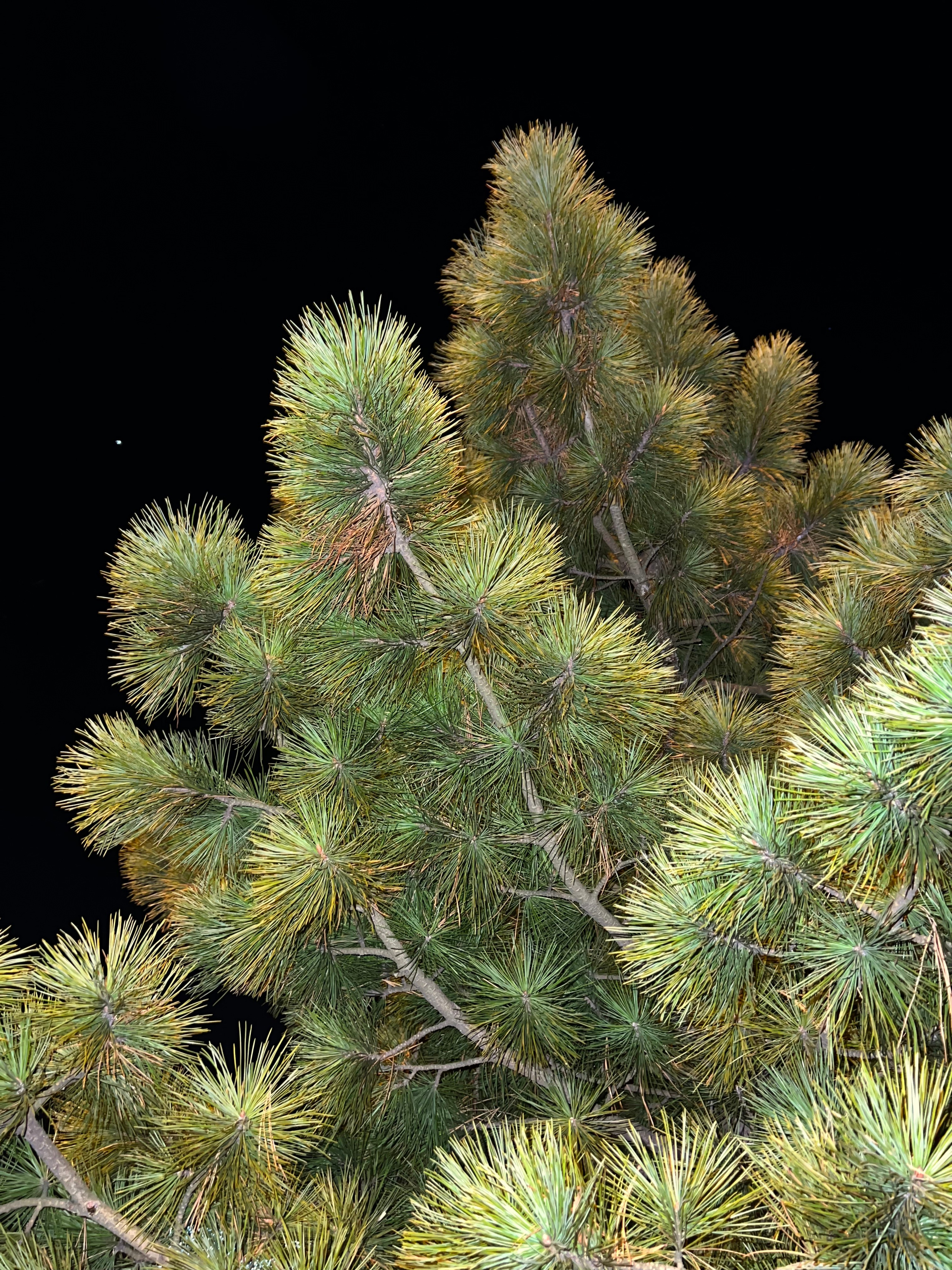 Цветы ночи. Анна Хвалина