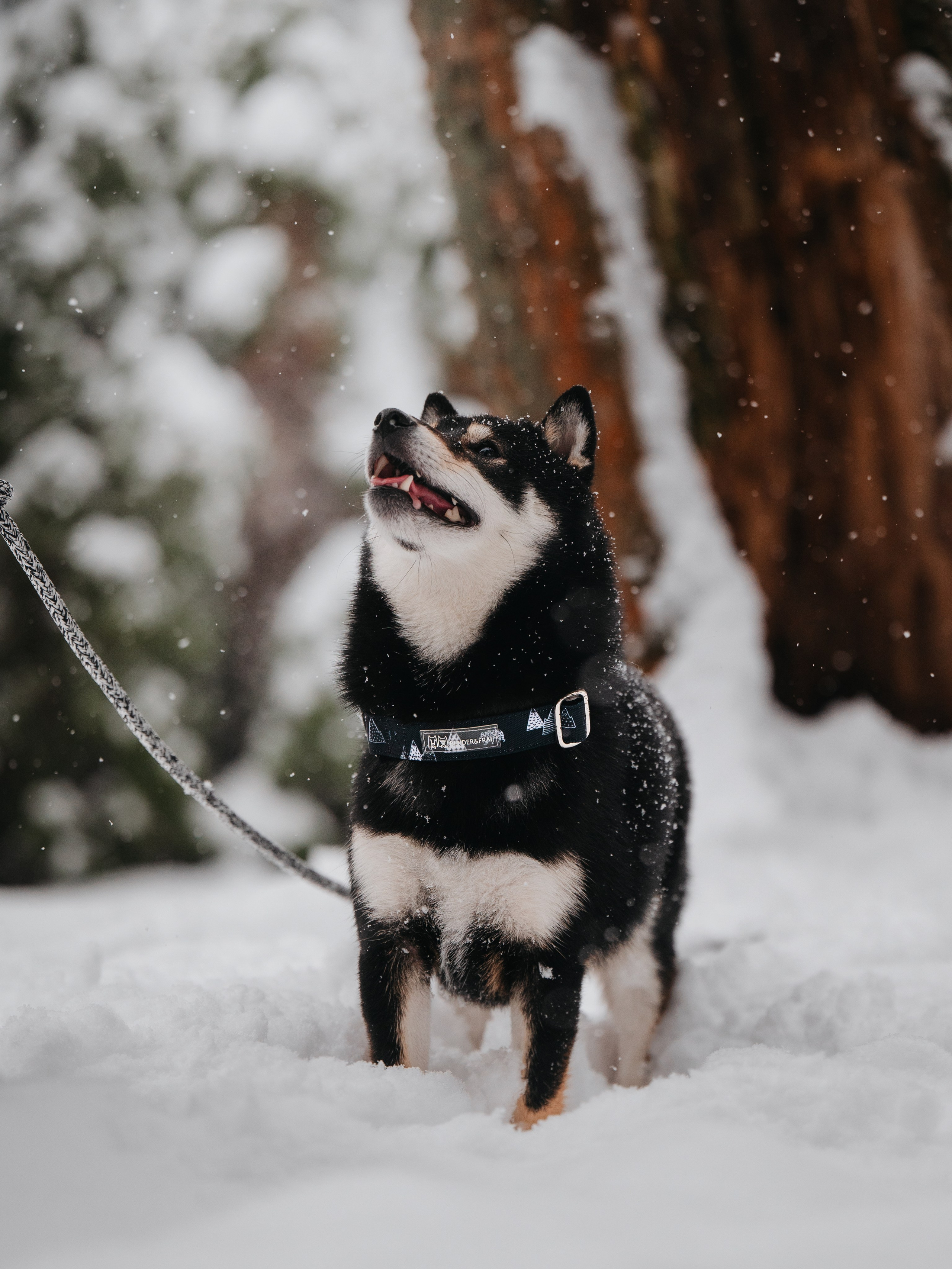 Bender&Frai. Зимняя коллекция. Семейный фотограф анималист Ананьева Мария — Москва