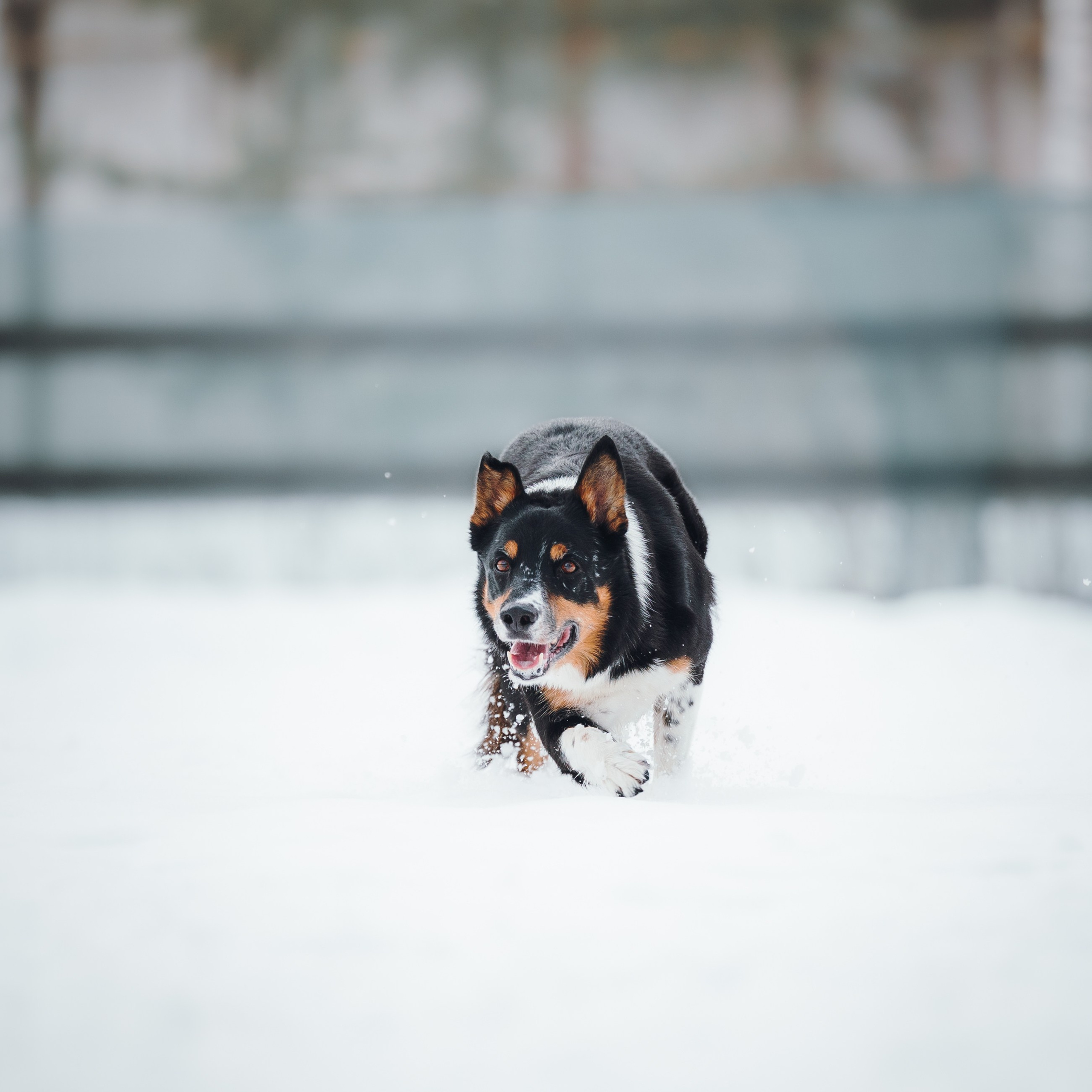 Пастьба. Семейный фотограф анималист Ананьева Мария — Москва