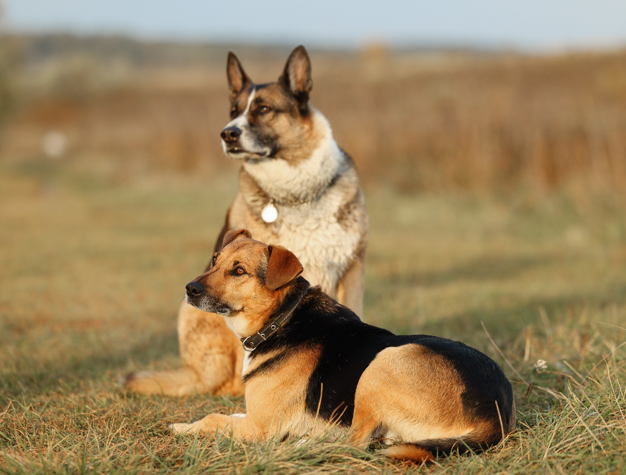 Прогулка на природе. Фотограф-анималист Полина Колкова | Москва
