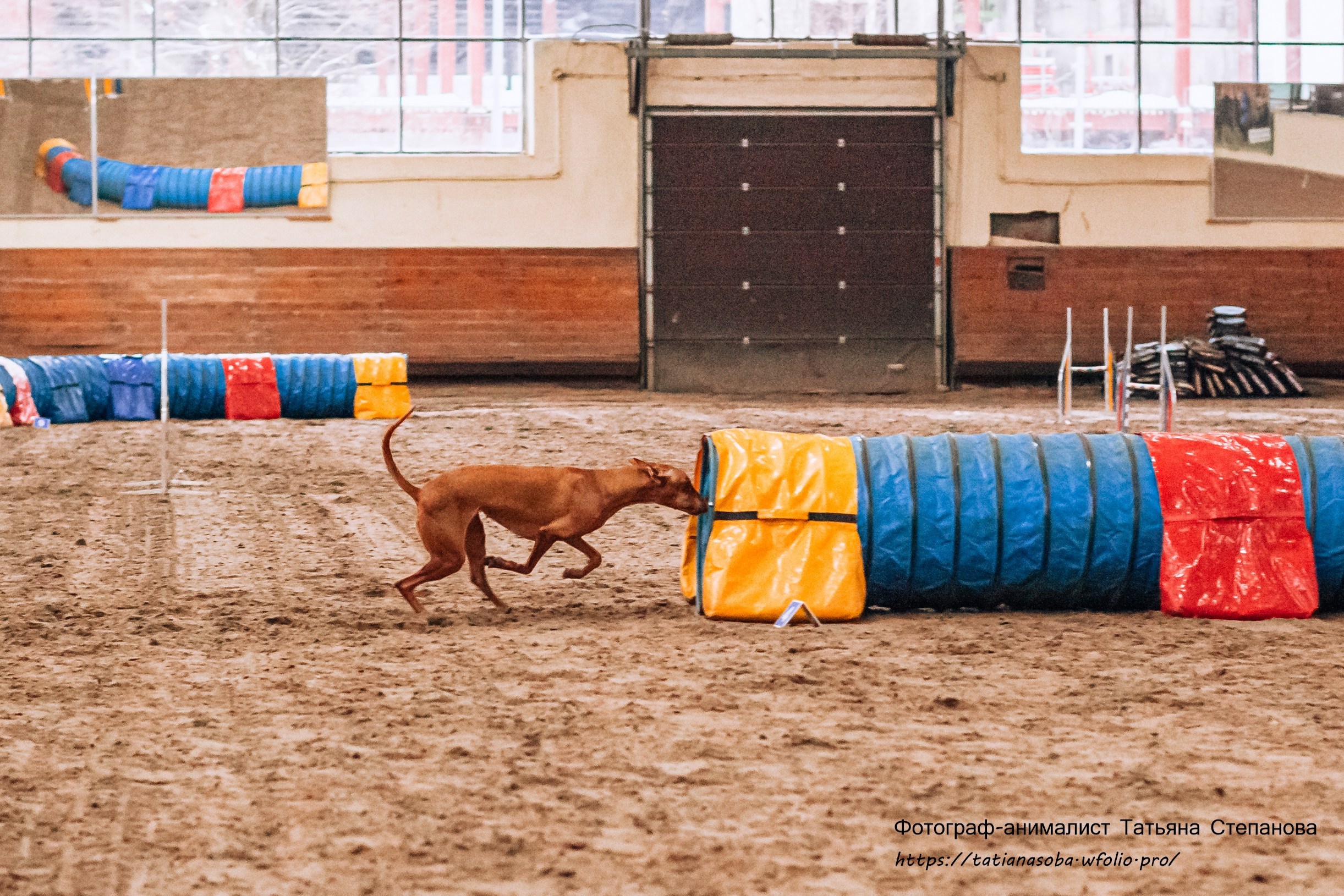 Соревнования по Аджилити 25.02.2024. Фотограф-анималист Татьяна Степанова
