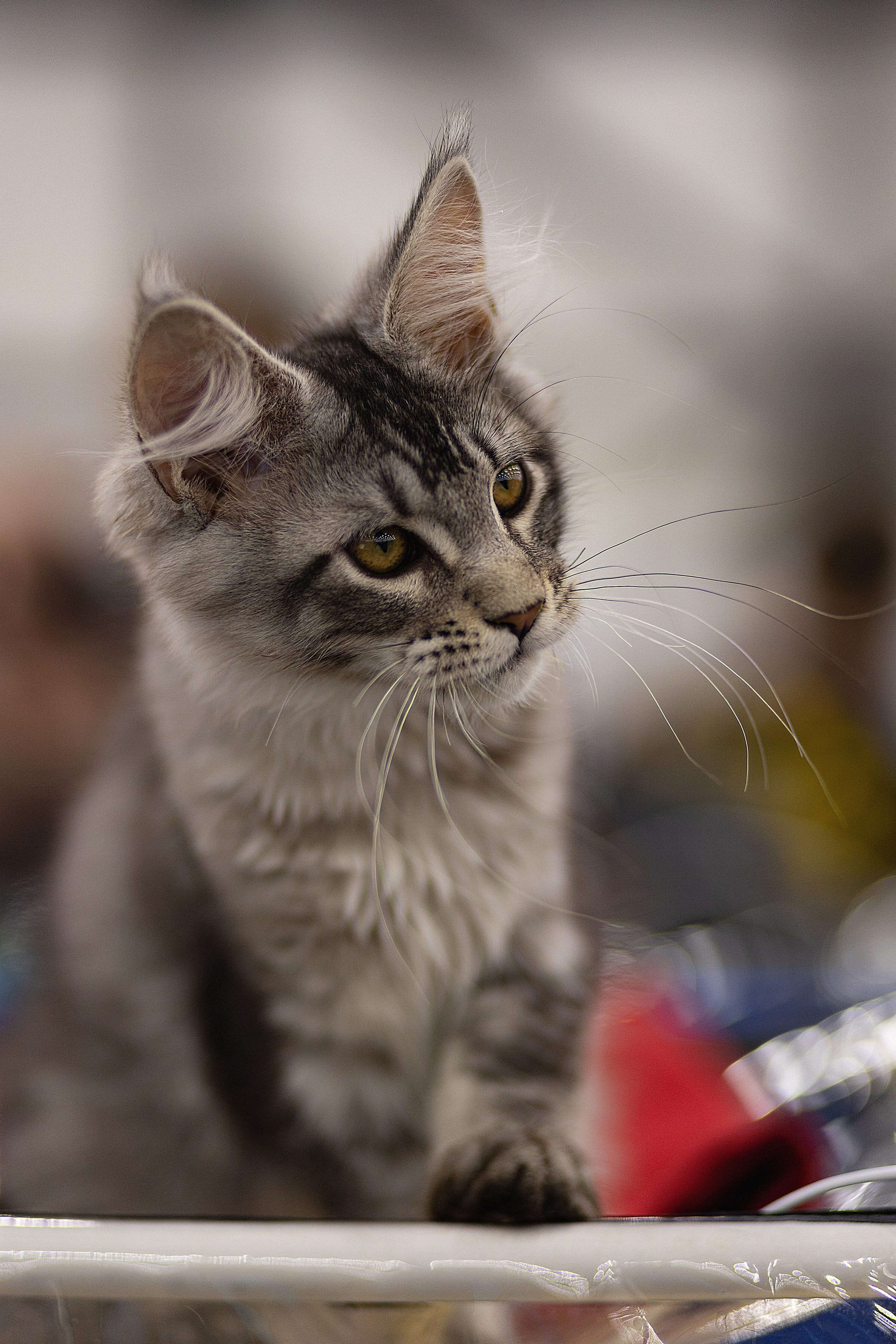 Анималистика