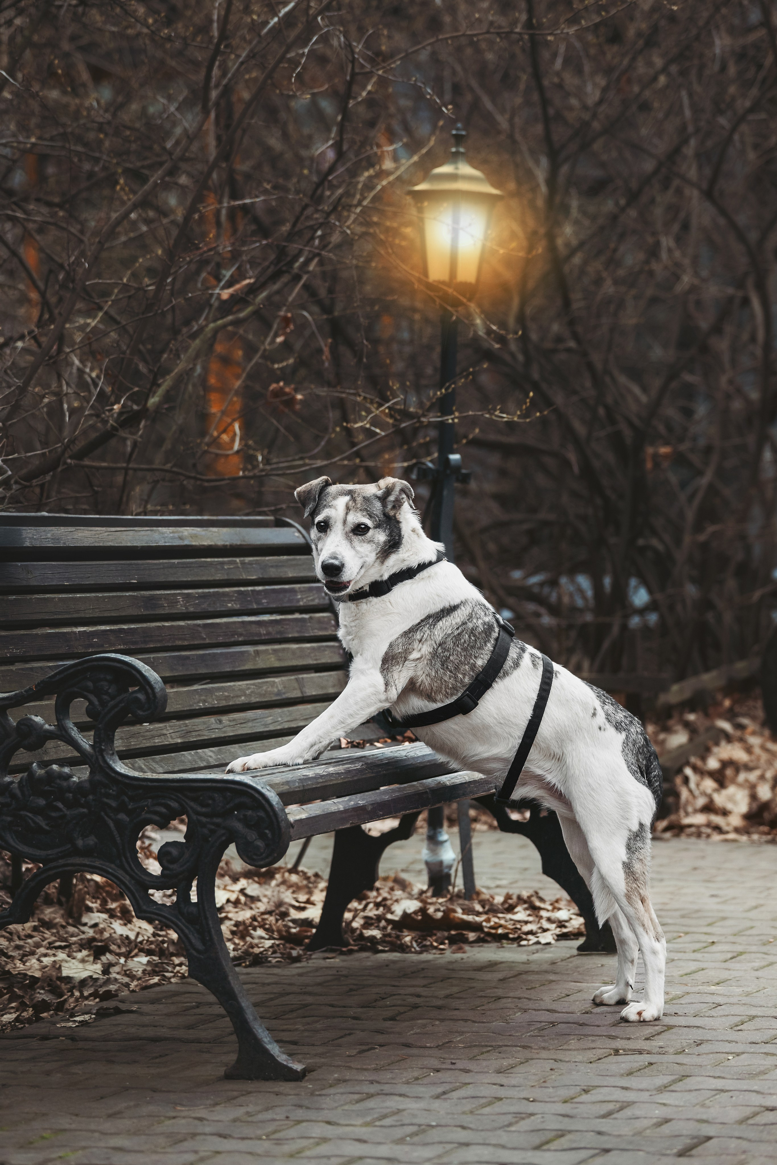 Собаки из приюта Дубовая роща весна 2025. Фотограф-анималист Татьяна Степанова