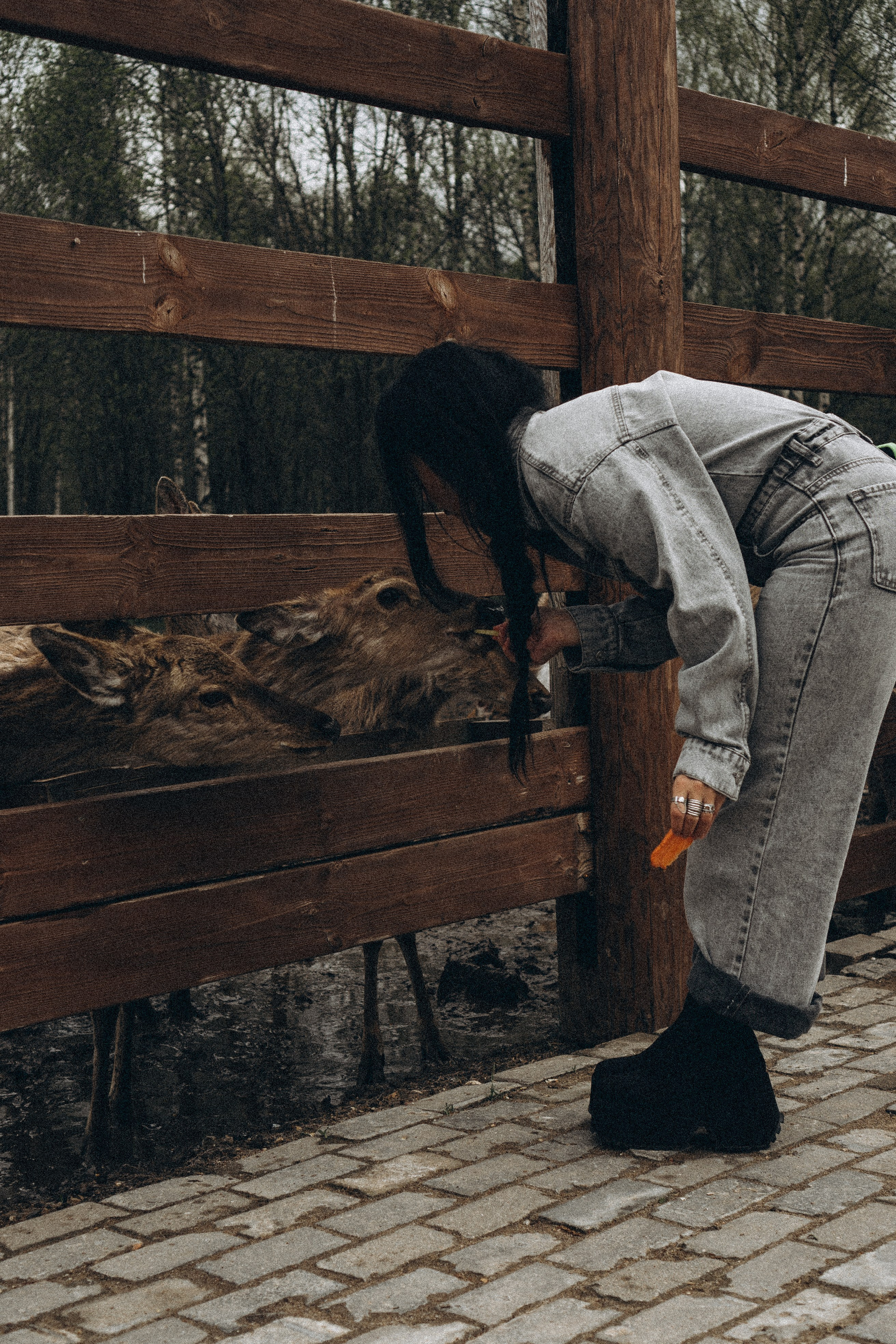 ОЛЕНЬЯ ФЕРМА В ТВЕРИ. Профессиональный фотограф, Санкт-Петербург — Виктория Богомолова