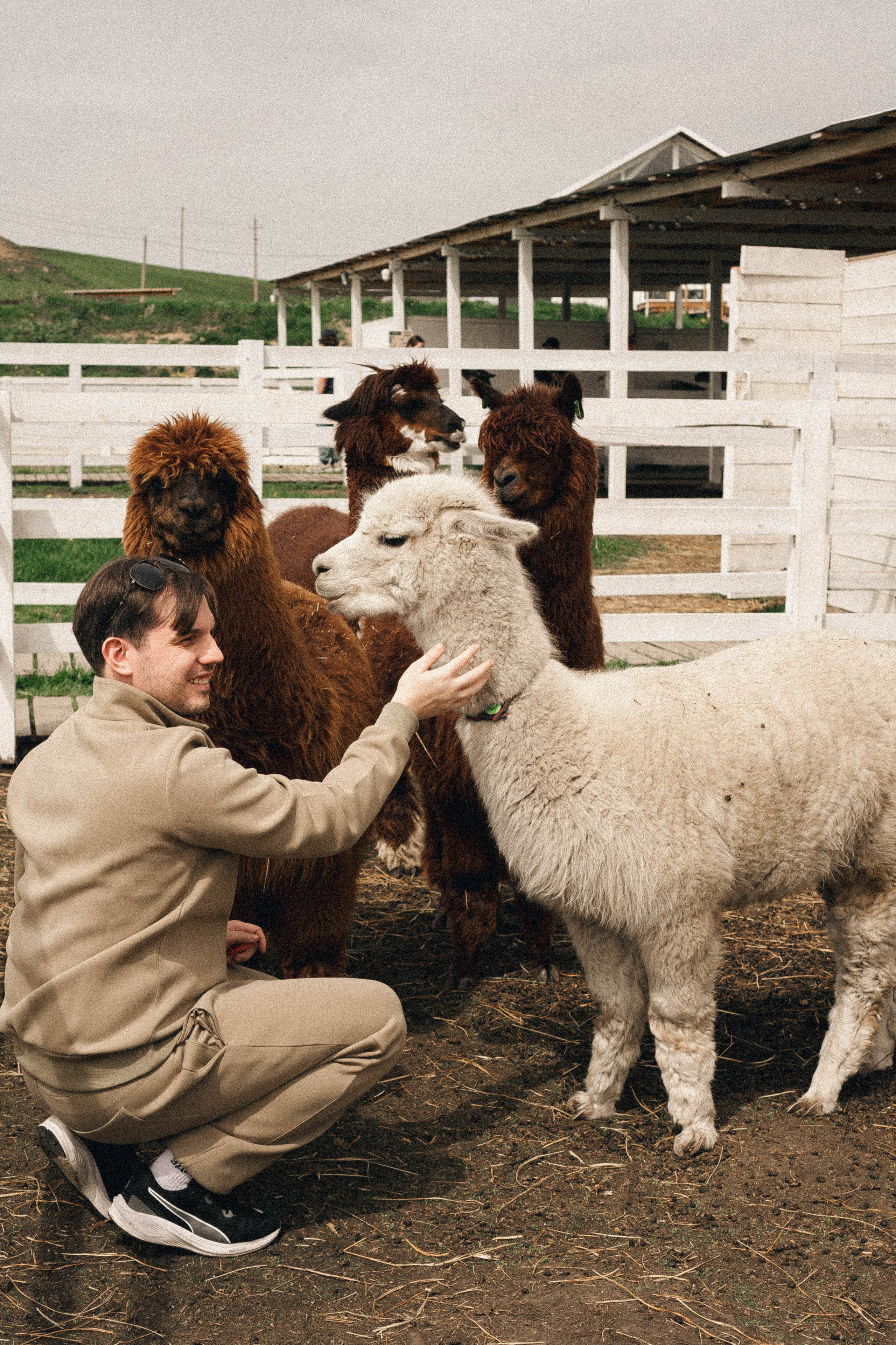 Ферма Альпак. Профессиональный фотограф, Санкт-Петербург — Виктория Богомолова