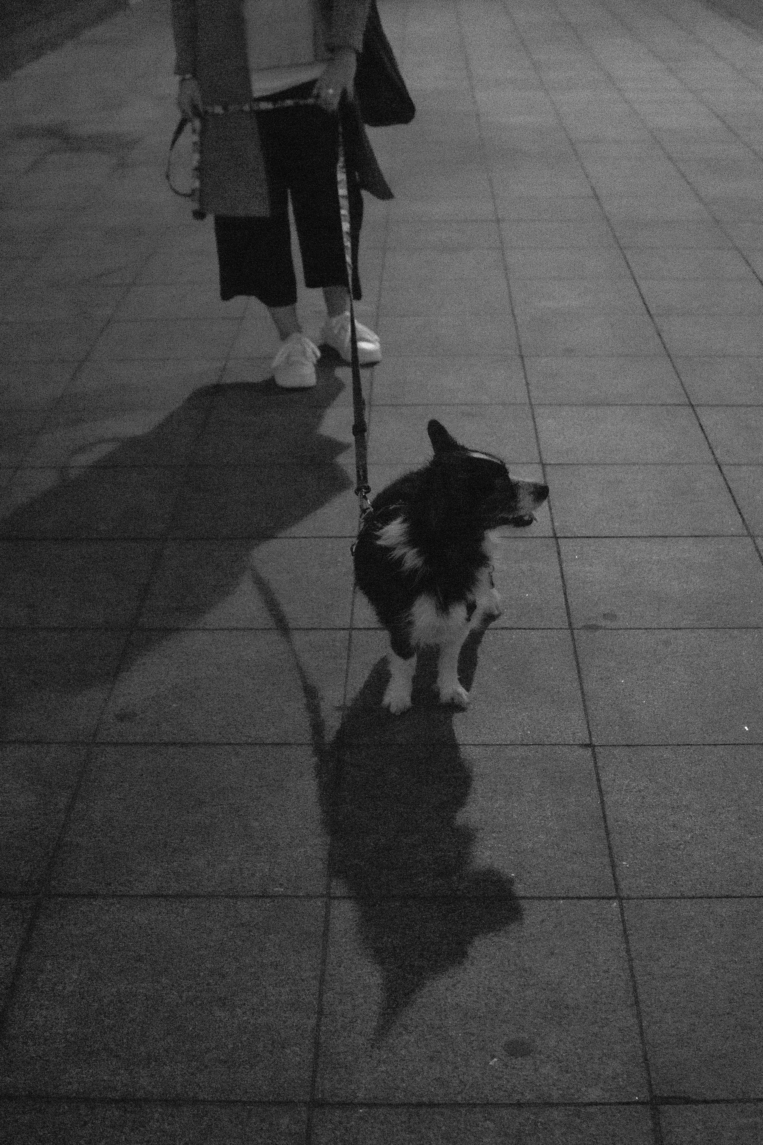 Даша и Тюбик. Фотограф-анималист Ксения Воробьева, Москва