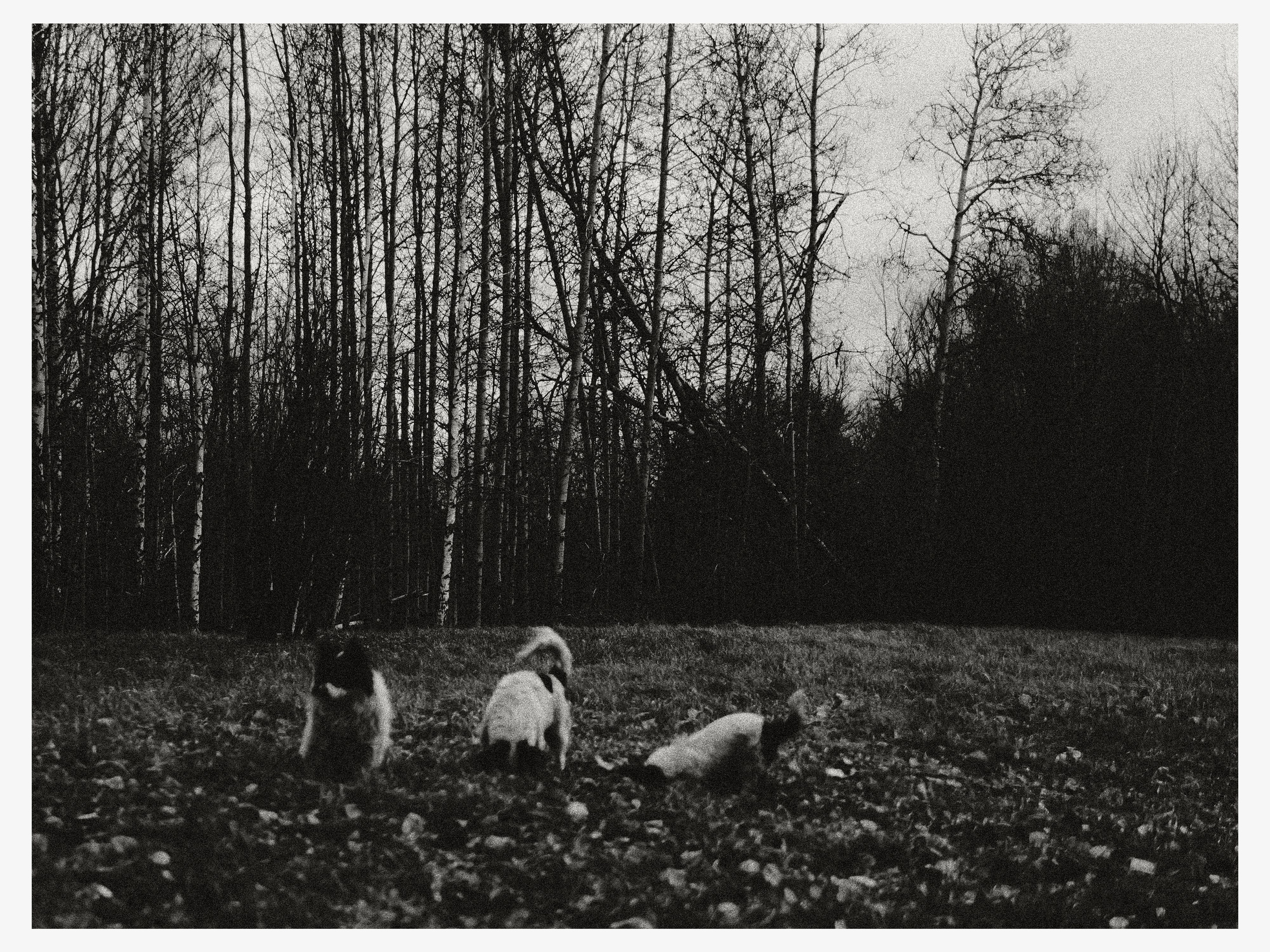 02.11.25 — Ларинский заказник (Томская обл.). Mark Zarya — Casual Photography