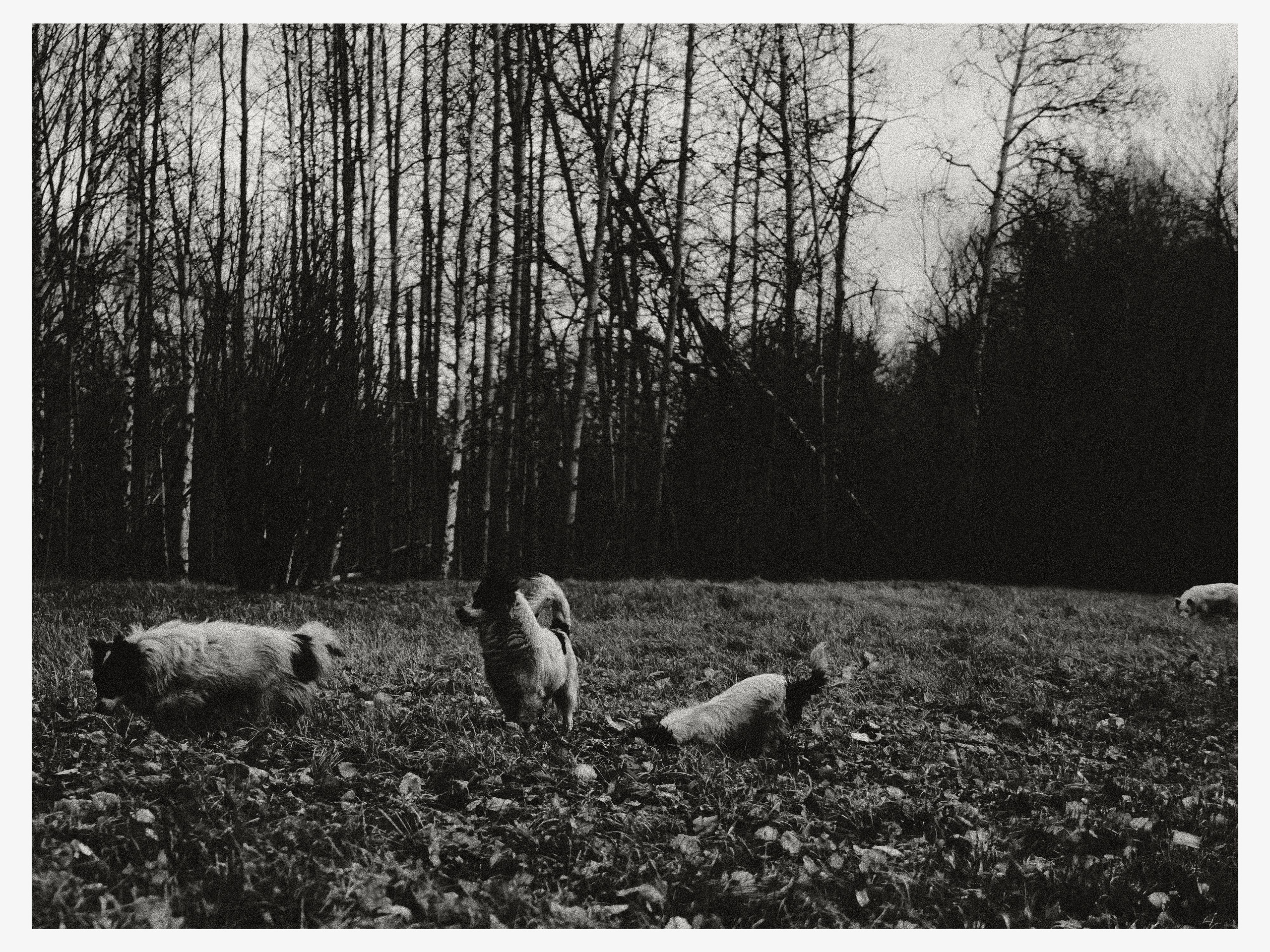 02.11.25 — Ларинский заказник (Томская обл.). Mark Zarya — Casual Photography