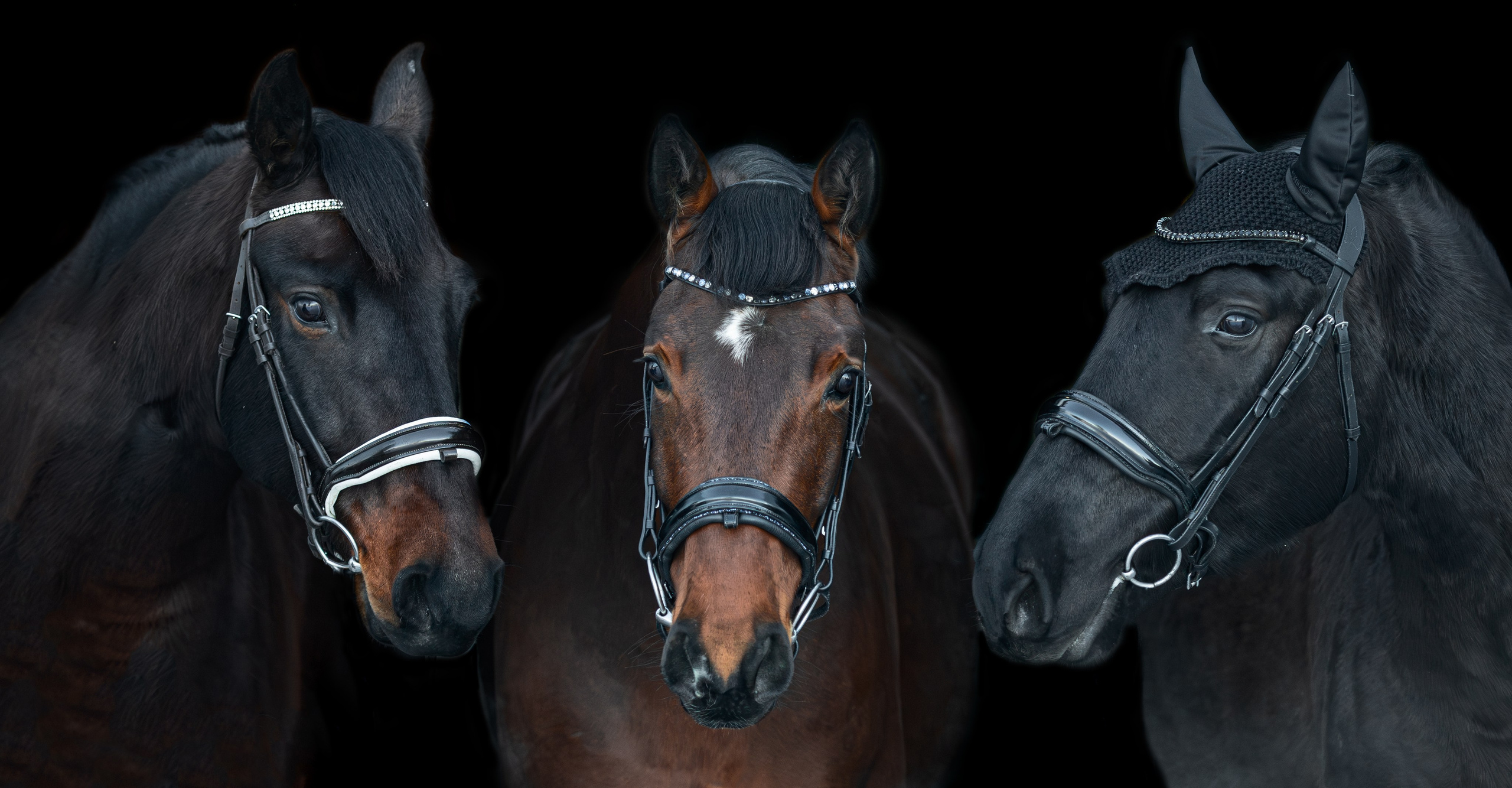 Портреты лошадей. Главная