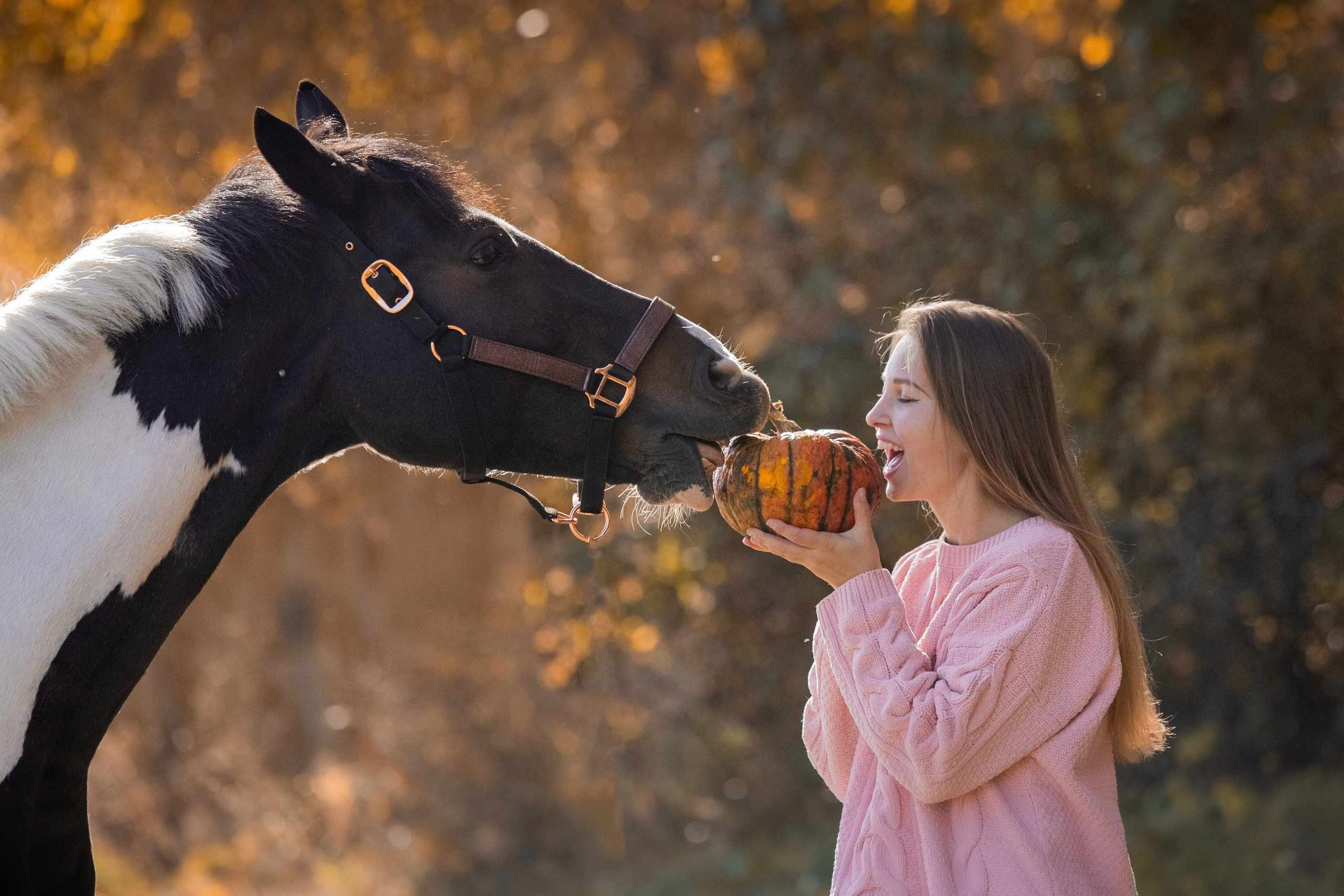Человек и Лошадь. Главная