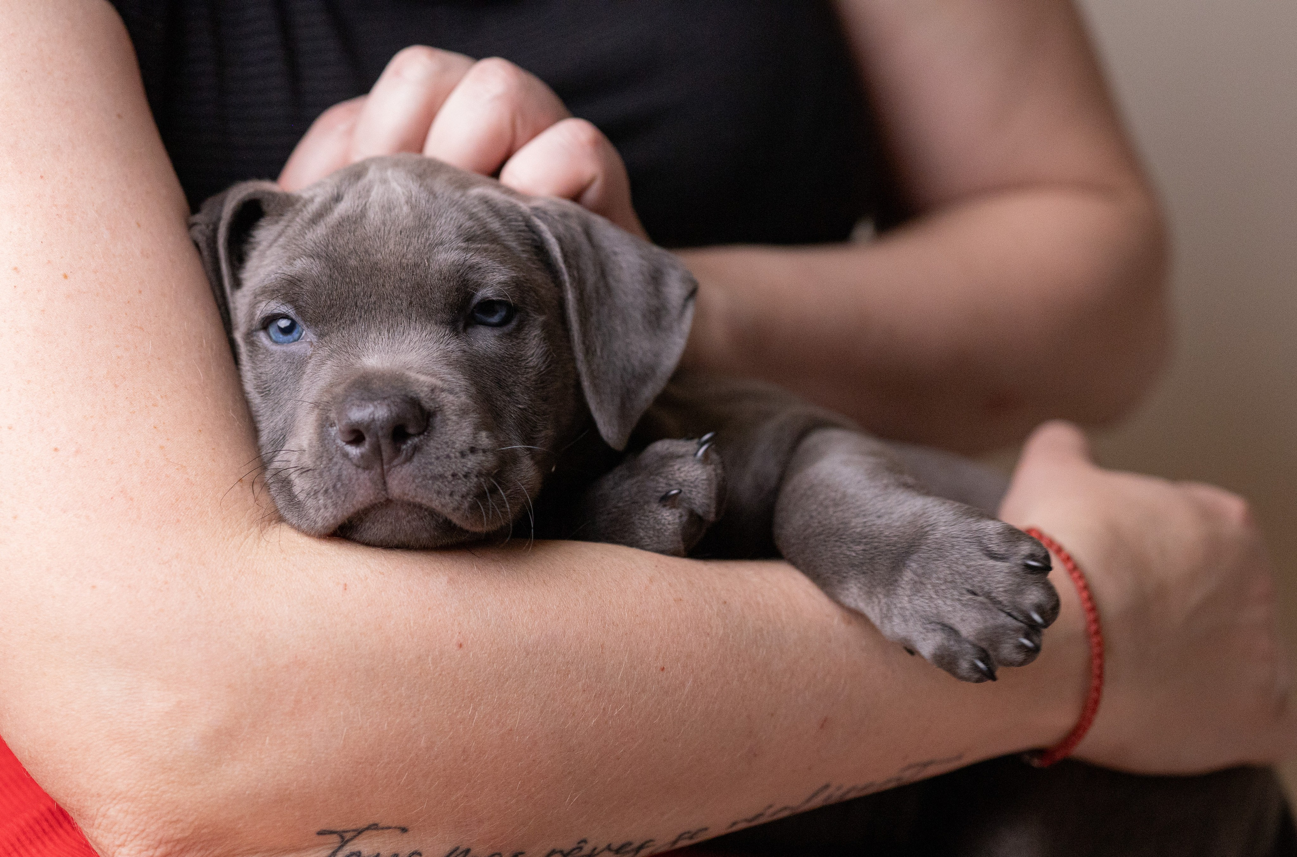 Щенки. Фотограф Яна Матвеева в Ижевске