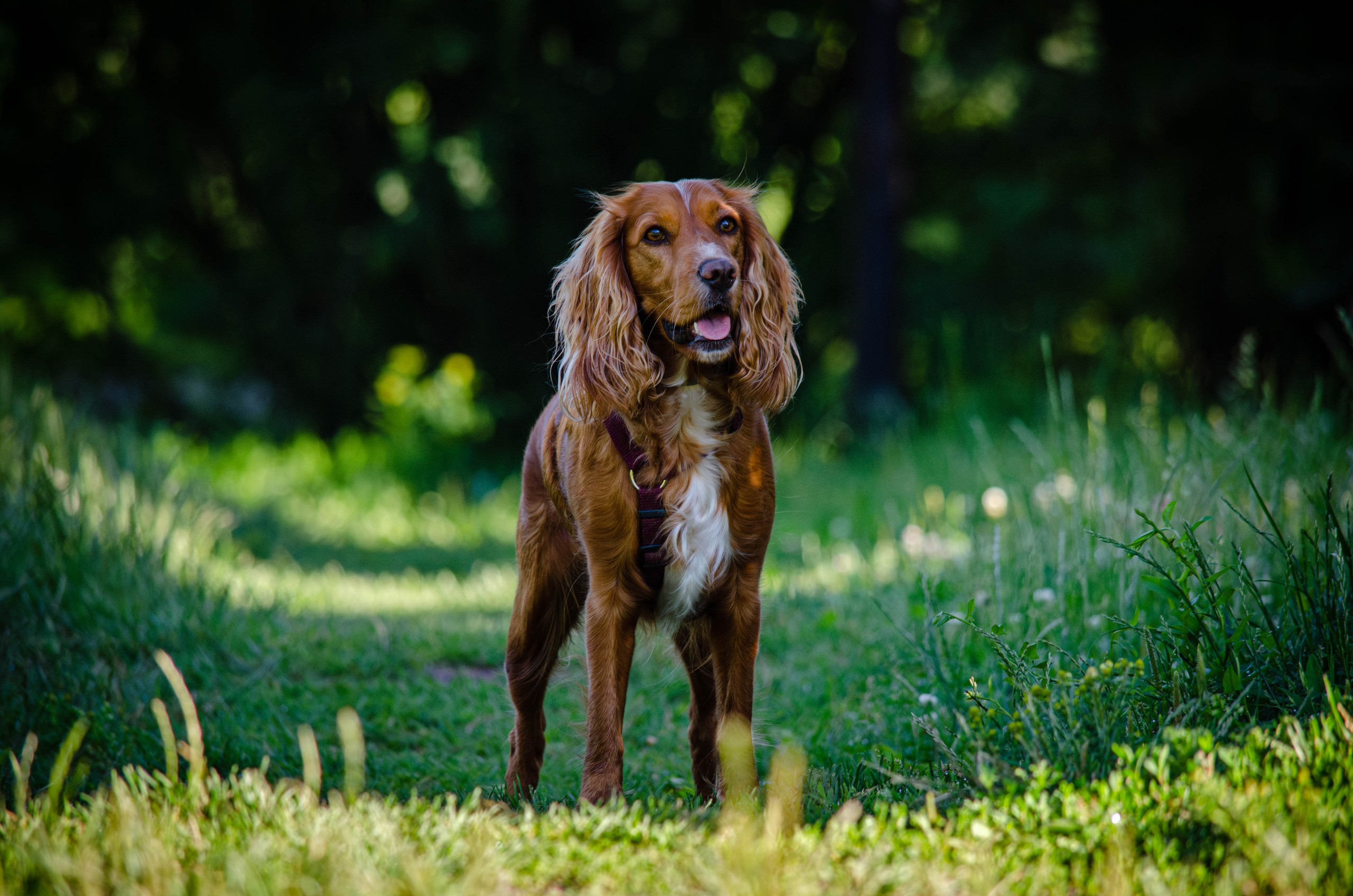 Джесси. Фотограф Светлана Блинова, Москва и Московская область