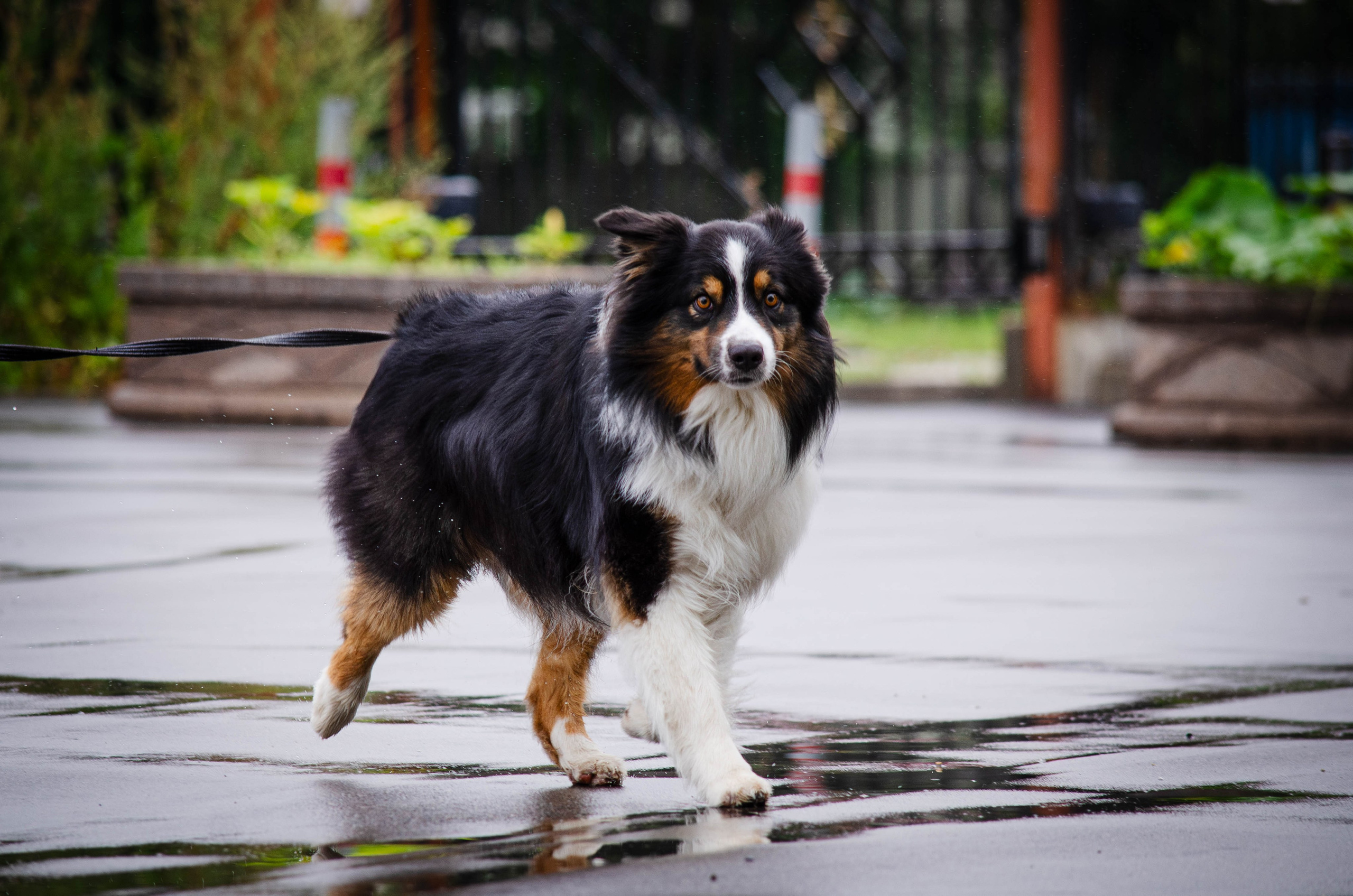 Арья и Оззи. Фотограф Светлана Блинова, Москва и Московская область