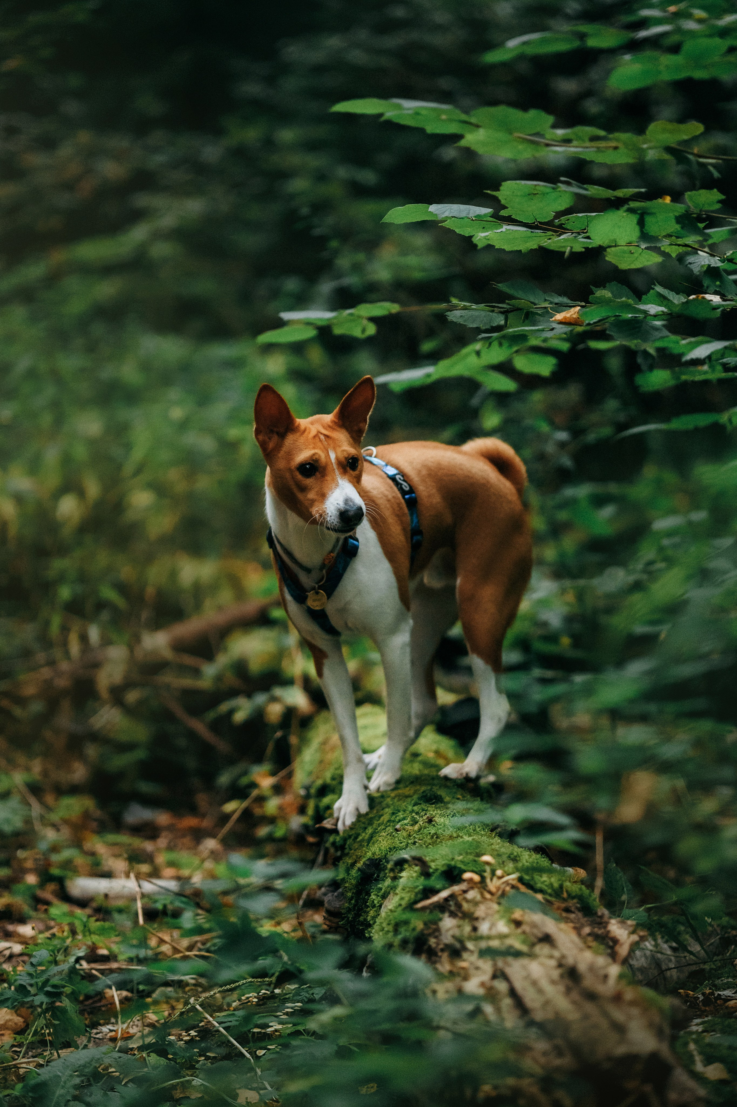 Лена и Джин. Фотограф-анималист Елена Радченко, Москва