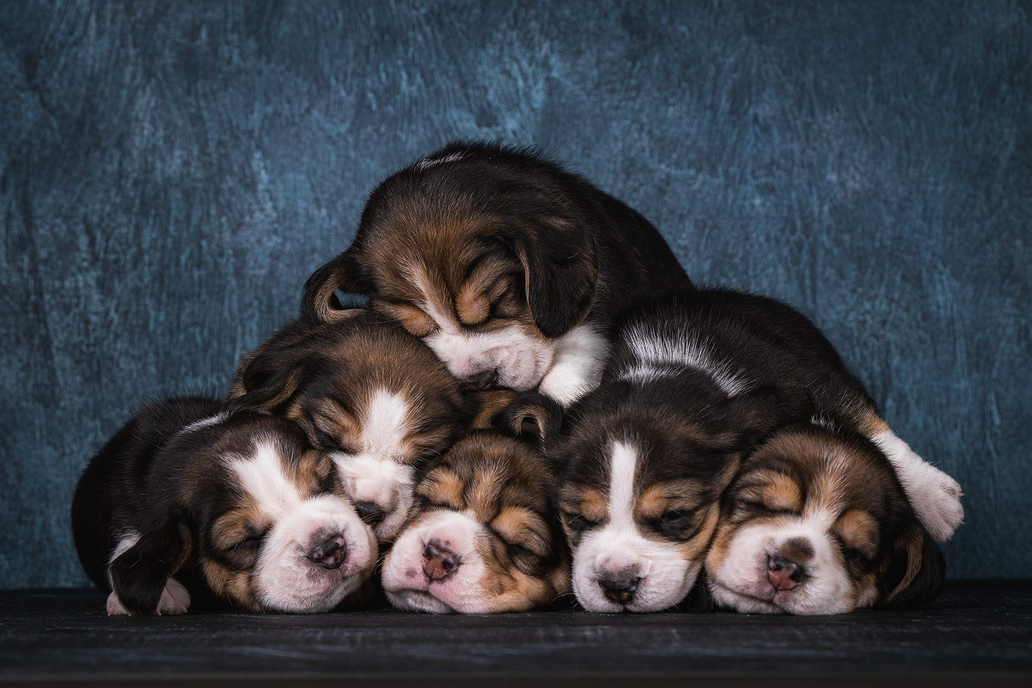 Щенки. Фотограф-анималист Александра Шеремет