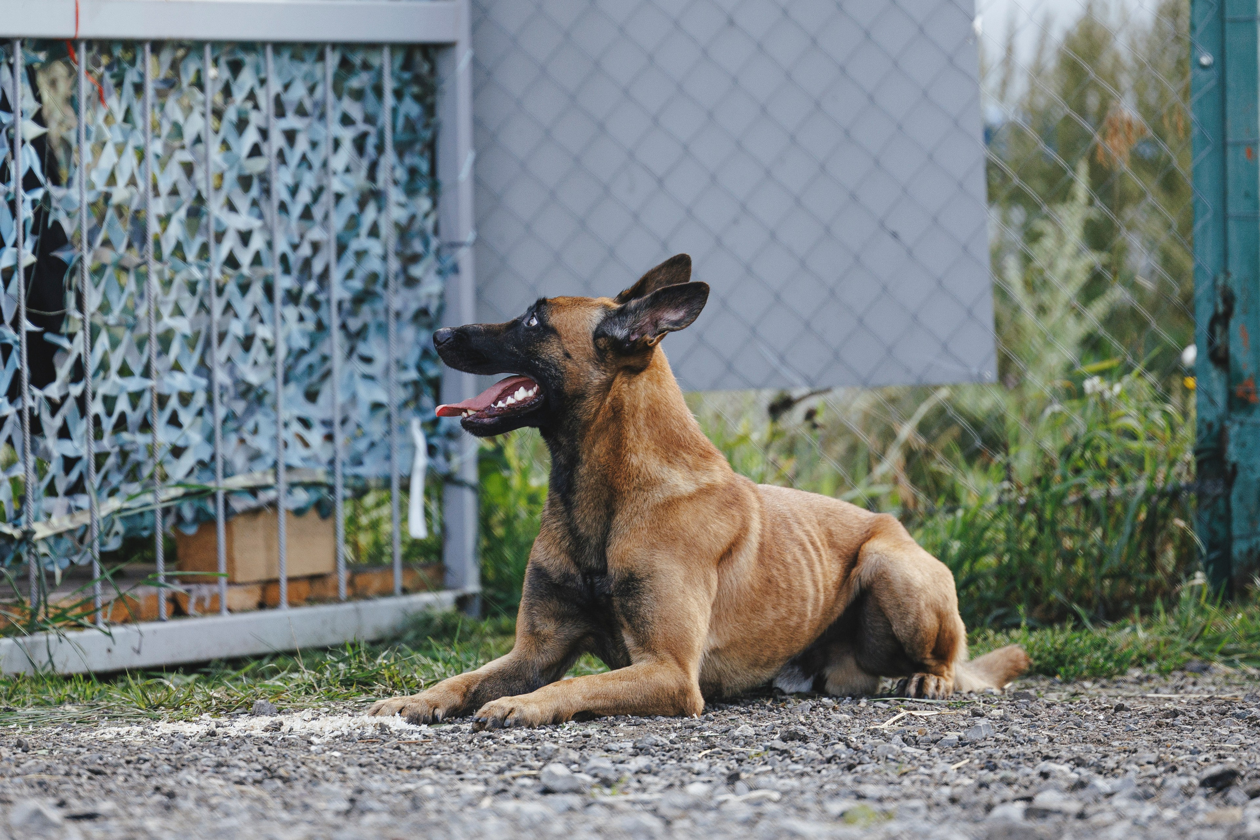 08.08.25-10.08.25 ЧР по мондьорингу г. Вологда. Фотограф-анималист Анна Маринич