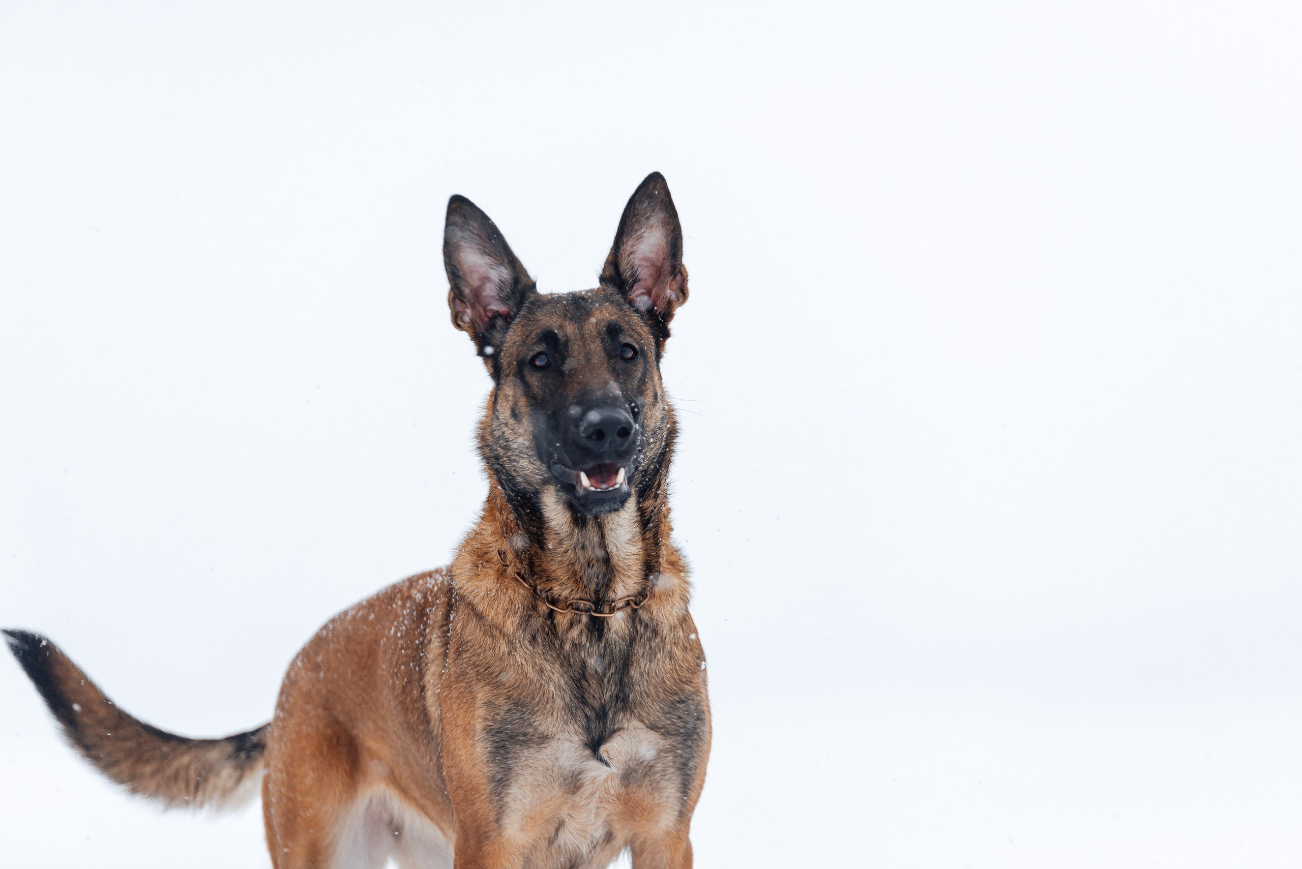 Кристина и Зума. Фотограф-анималист Анастасия Парфенова|Екатеринбург