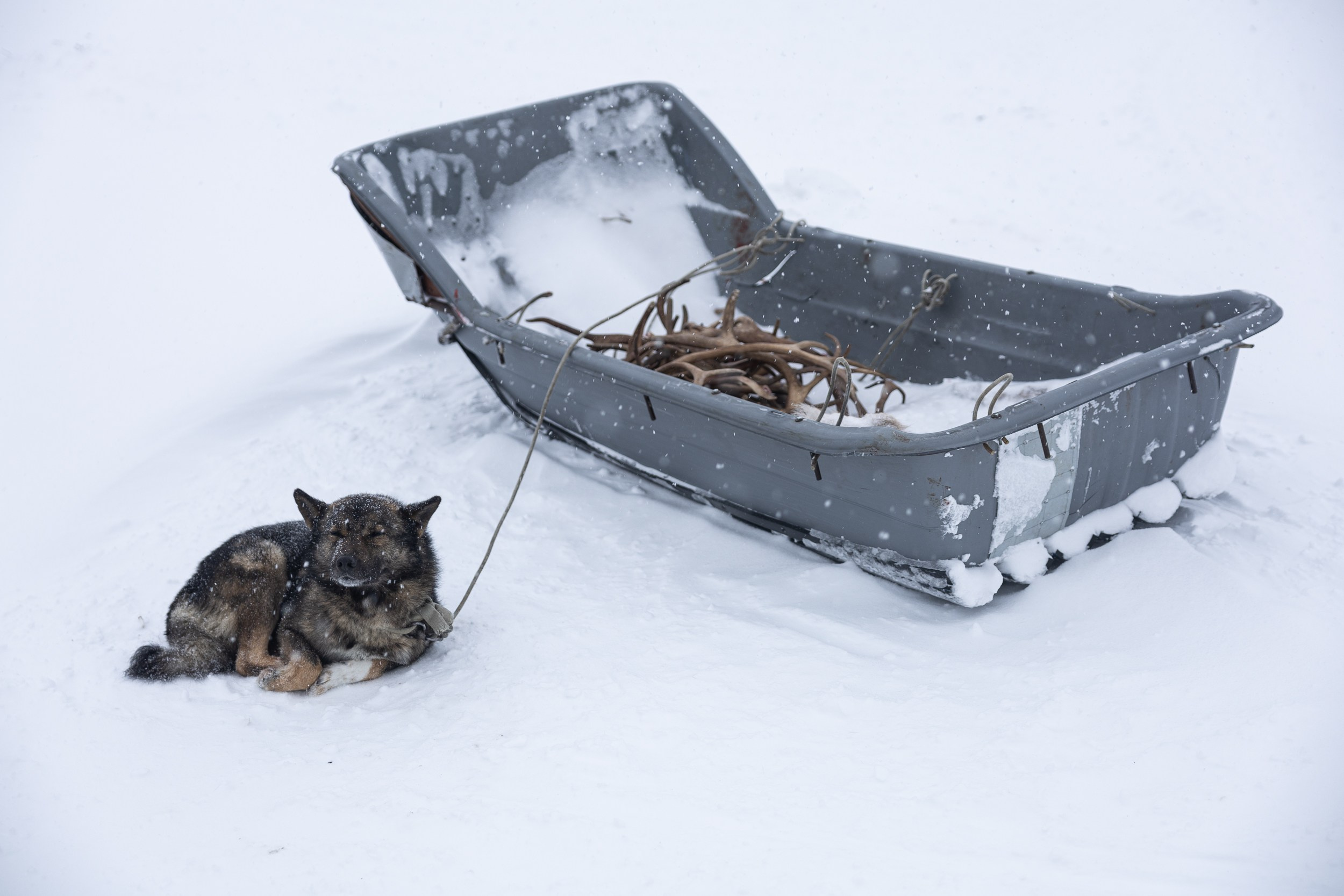 Ловозеро. Оленеводы. Алиса Северная. Визуальные исследования. Пейзажная и документальная фотография