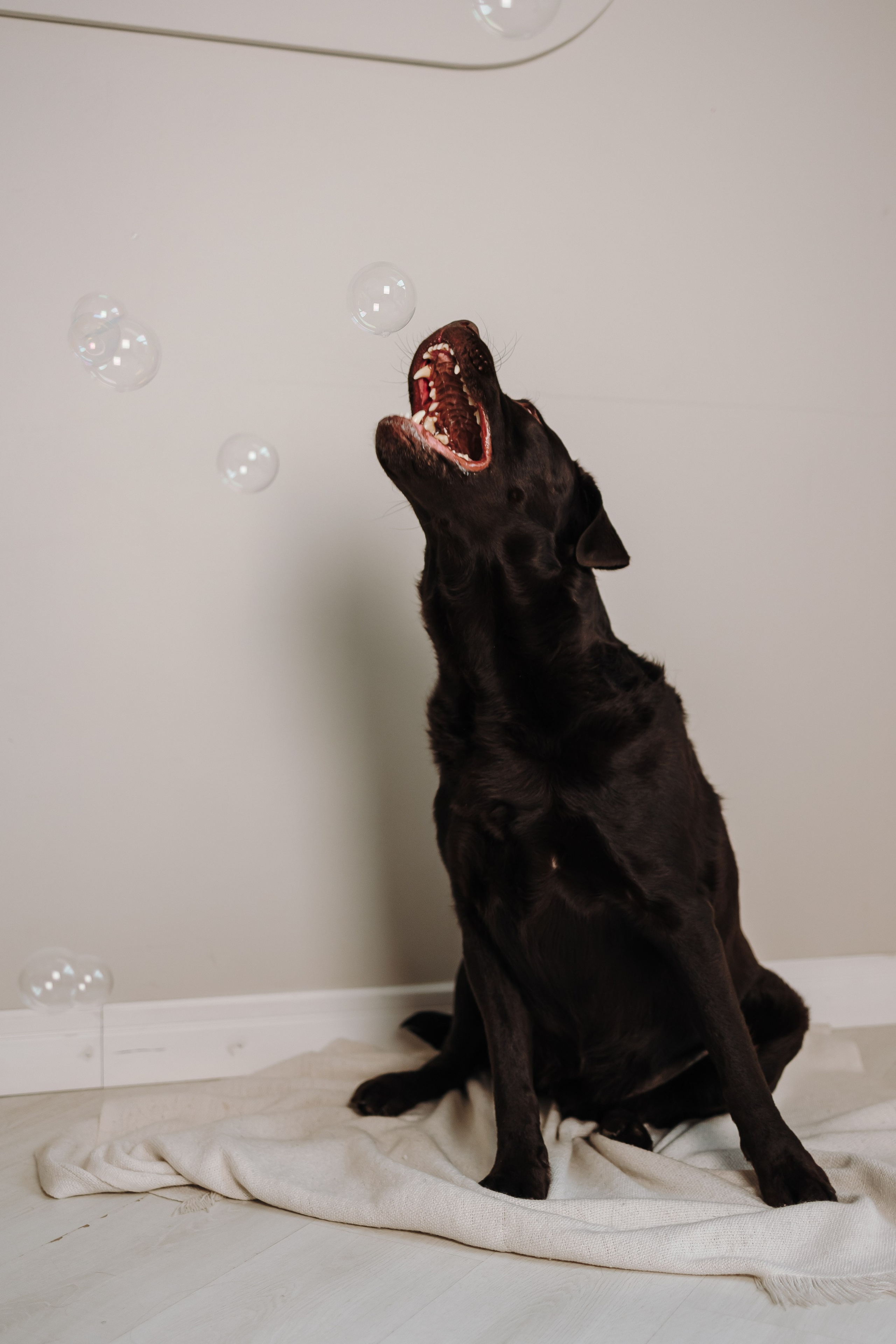 Груминг. Фотограф-анималист в Санкт-Петербурге Алина Яхонт