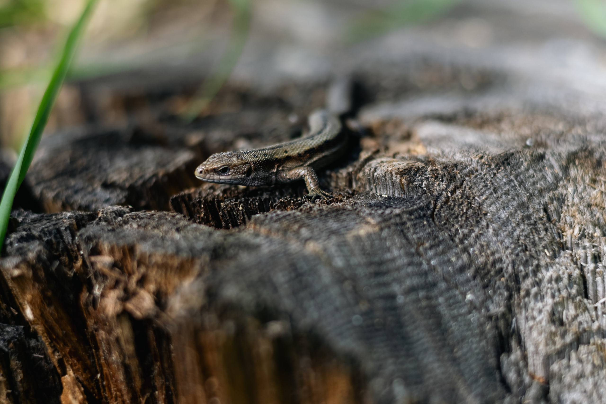 VI ОТКРЫТЫЕ КИНОЛОГИЧЕСКИЕ СОРЕВНОВАНИЯ. ЧЕЛЯБИНСКАЯ ОБЛАСТЬ 2025. Репортажный фотограф Наталья Лапцевич