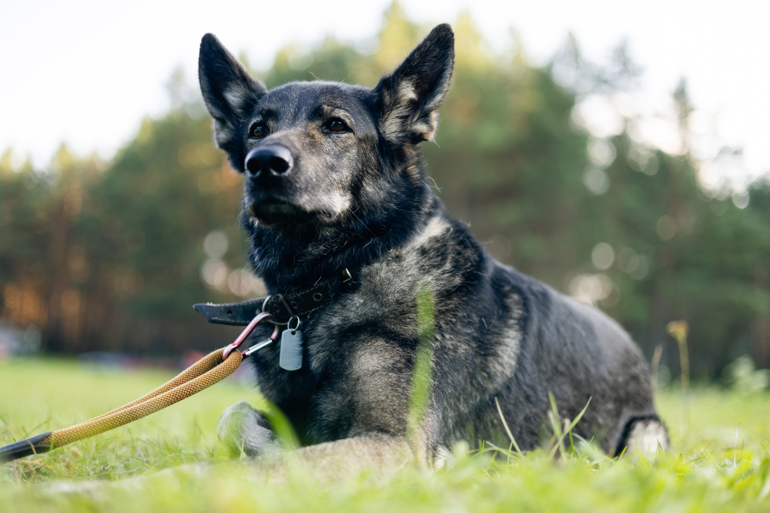 VI ОТКРЫТЫЕ КИНОЛОГИЧЕСКИЕ СОРЕВНОВАНИЯ. ЧЕЛЯБИНСКАЯ ОБЛАСТЬ 2025. Репортажный фотограф Наталья Лапцевич