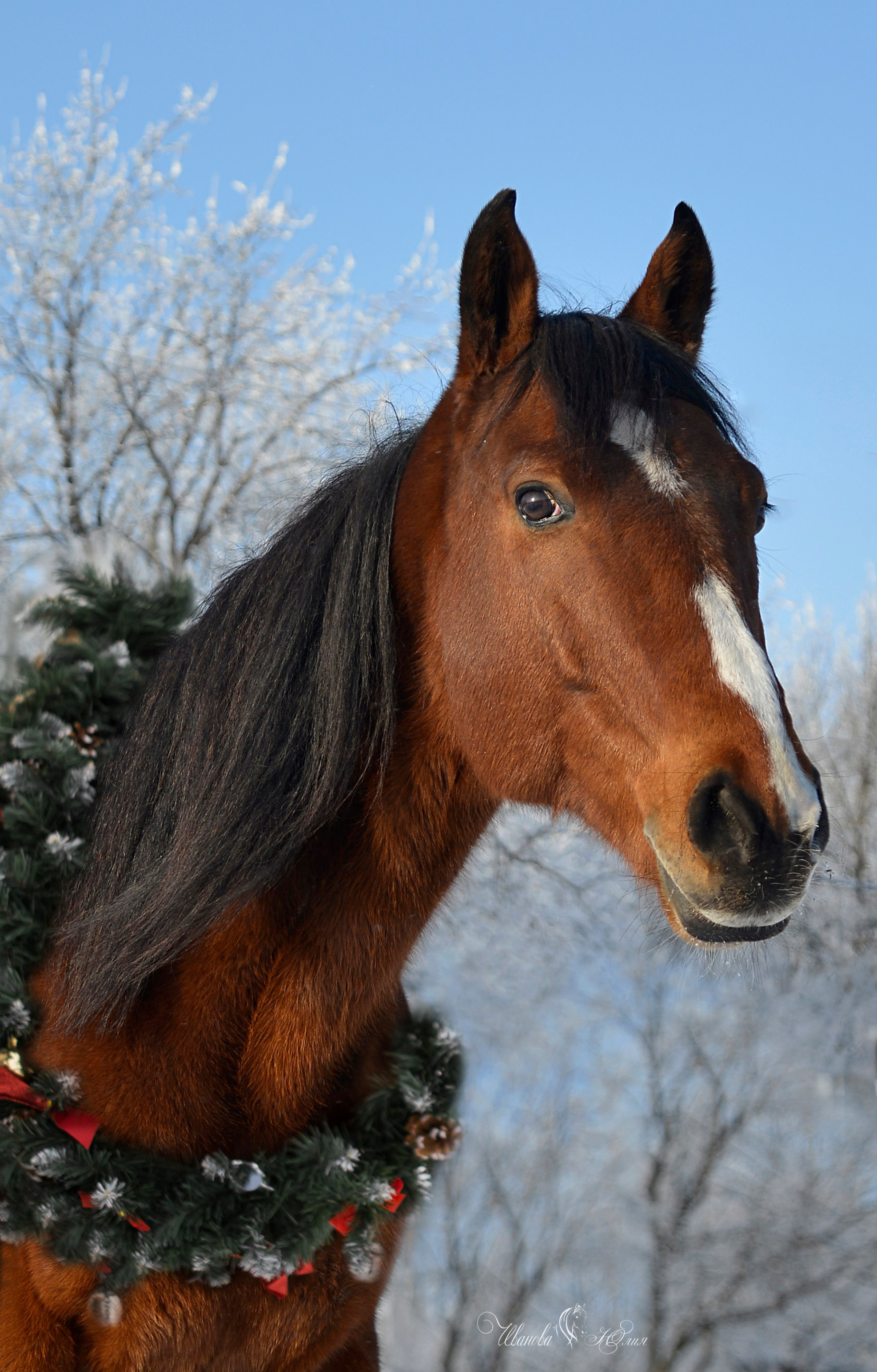 Лошади. Конный фотограф в Саратове Юлия Иванова