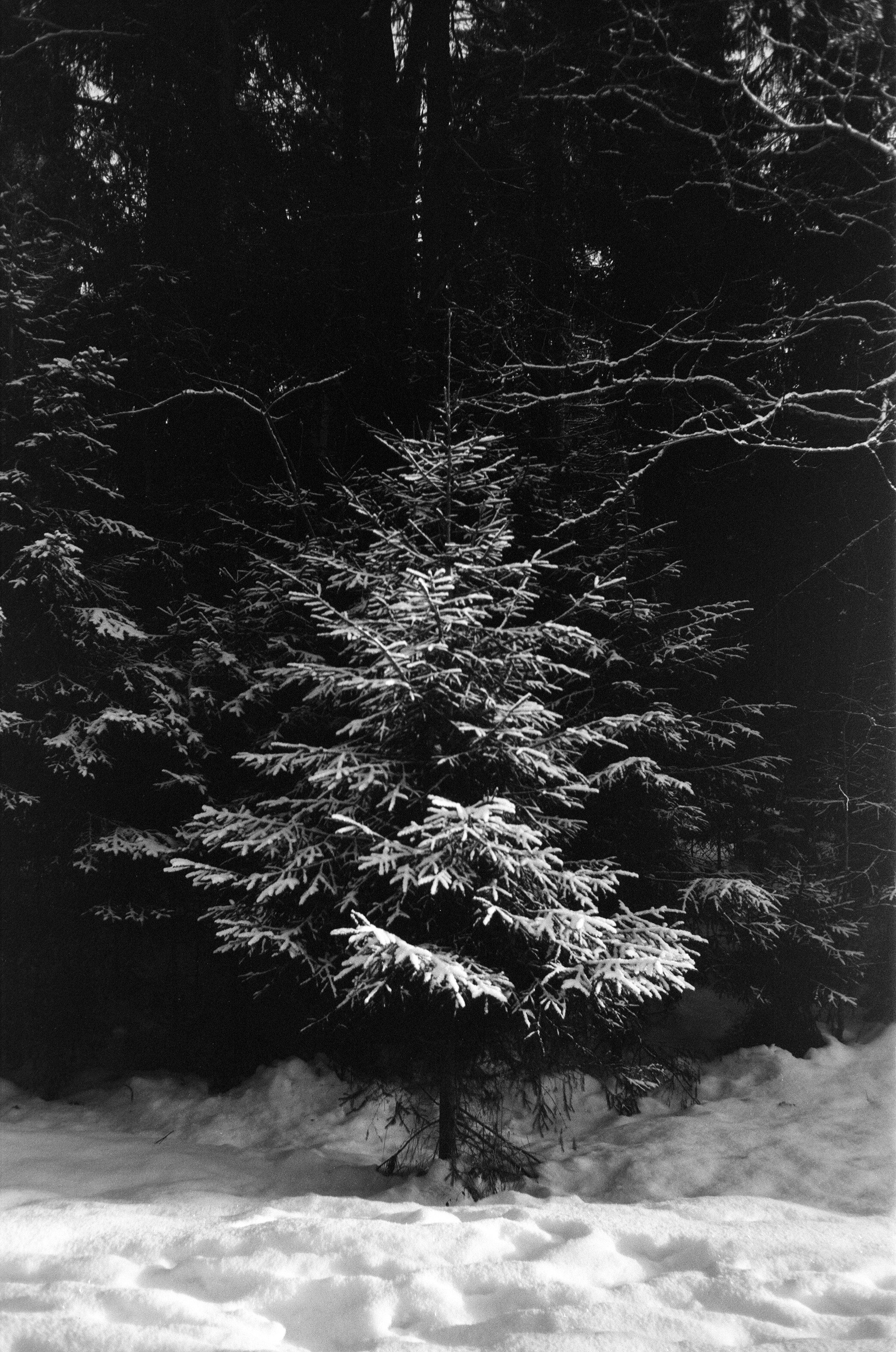 Minox 35GT / Тасма Т-25 ISO 100 / Давыдовское, Лукино