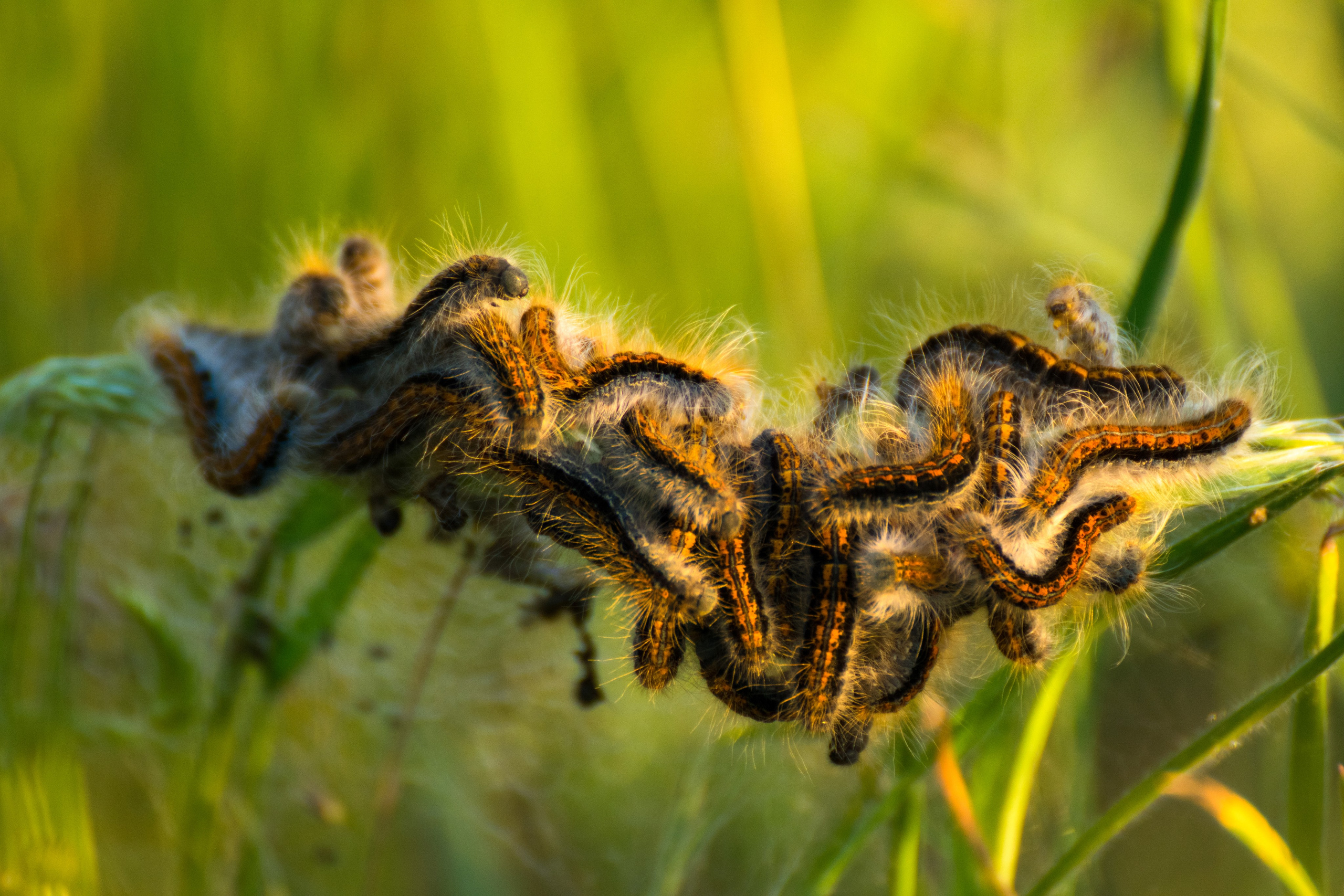 Насекомые. Фотограф Вадим Хмурковский