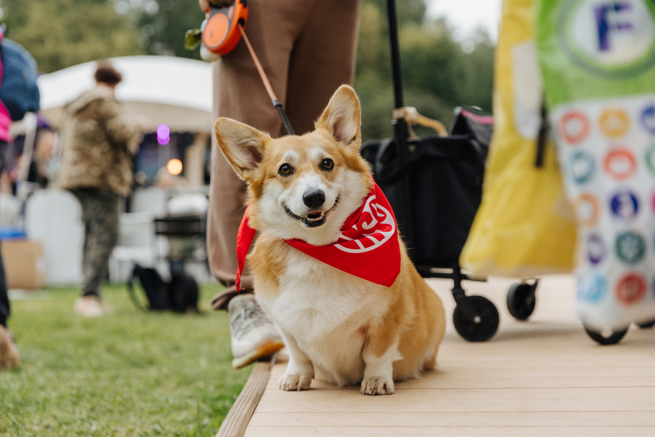 Хвостатый репортаж. Аксана Лисовская фотограф в Москве. Фотографии с характером