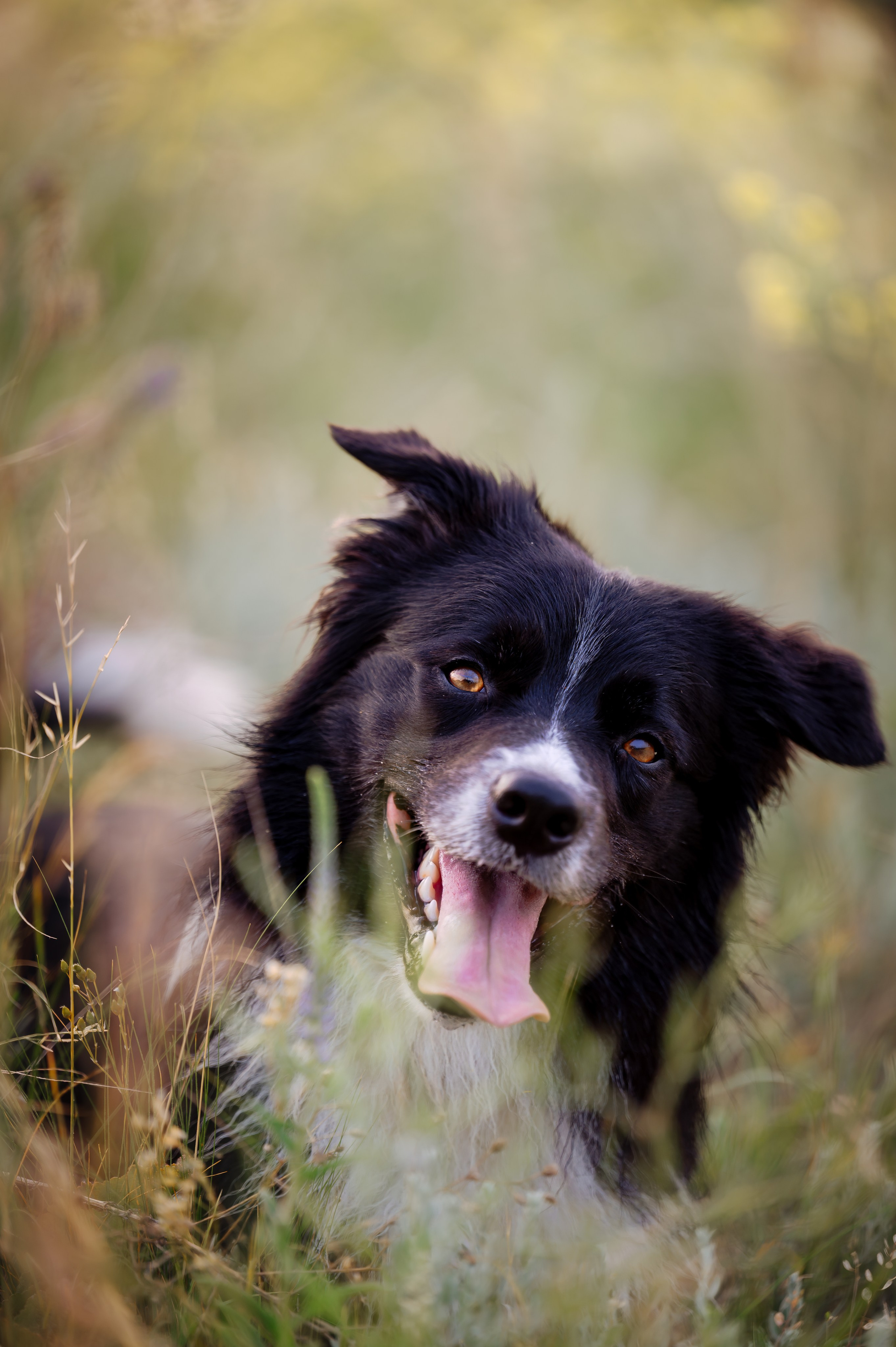 Прогулка на рассвете с бордер-колли. Фотограф в Ростове —на — Дону