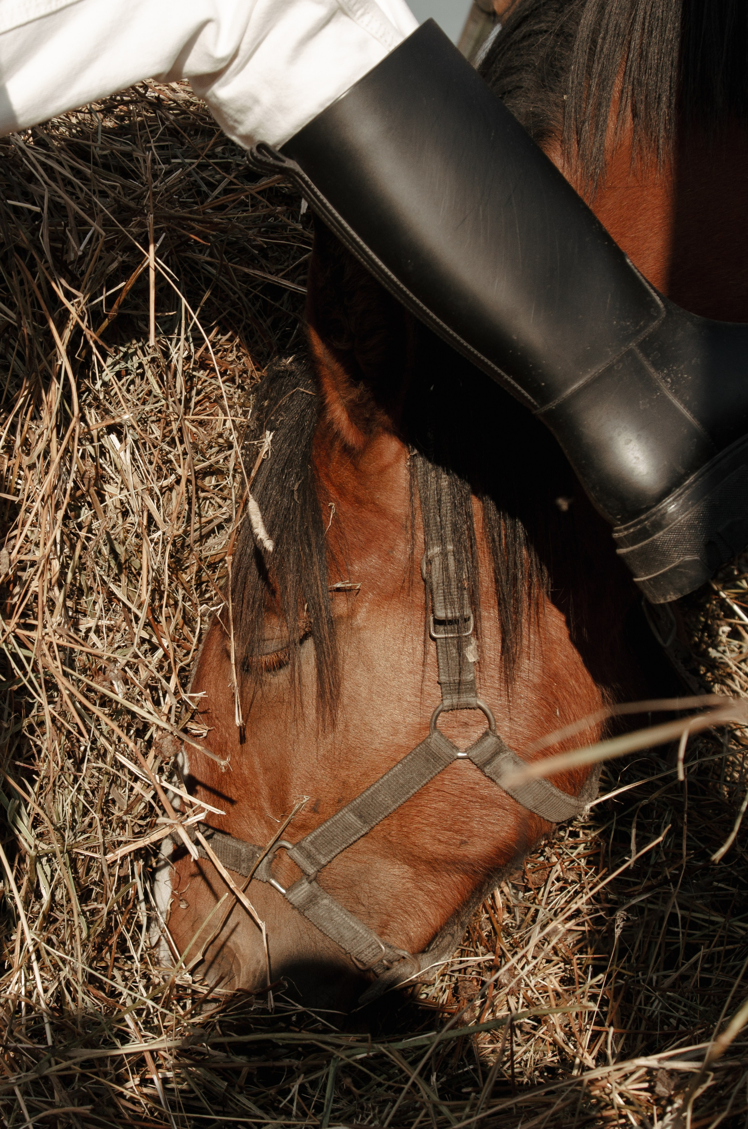 Дом-музей лошадей Хуторъ. Фотографы в Тюмени Андрей и Лидия Войвод