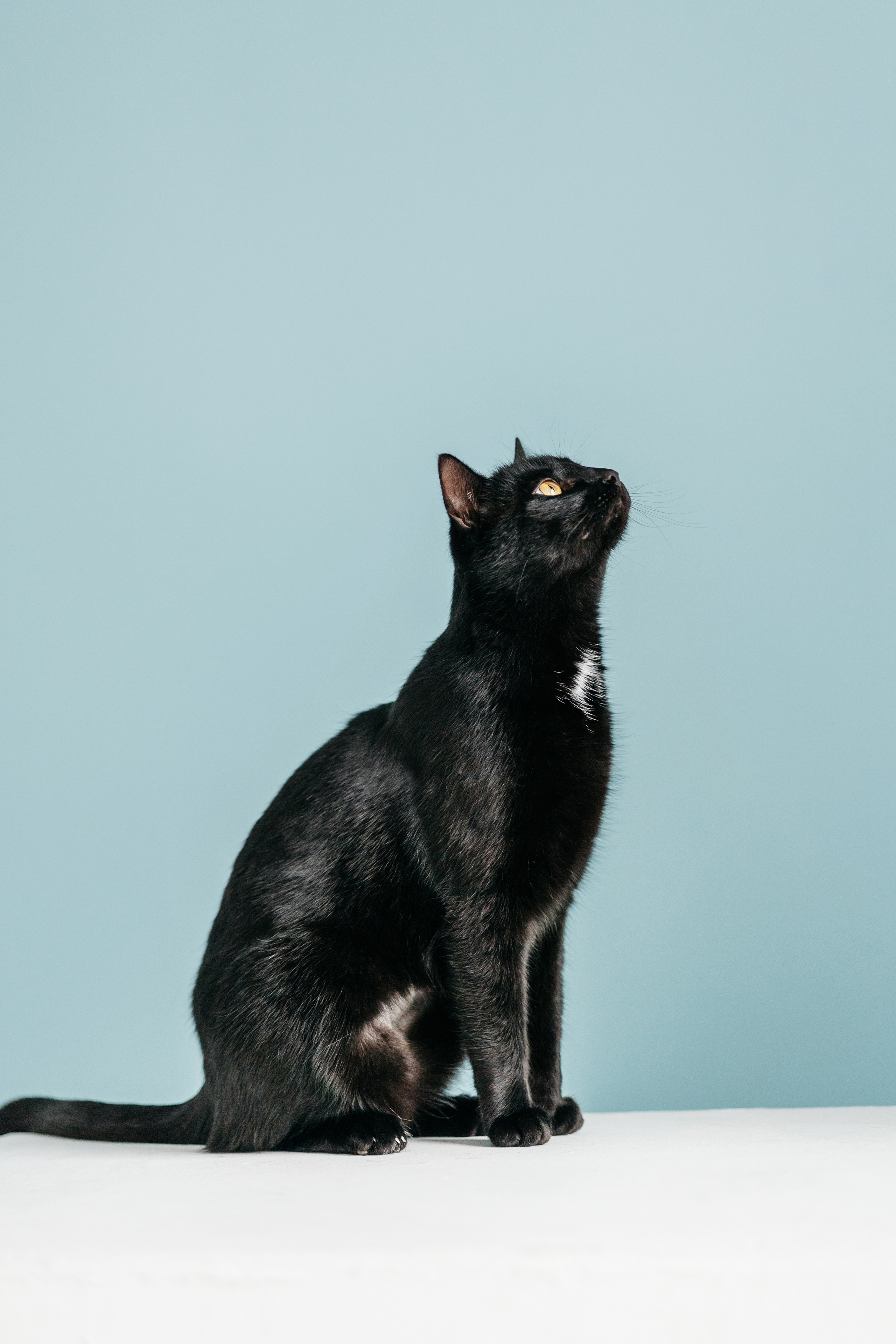 Кузя. Фотограф-анималист Елена Радченко, Москва