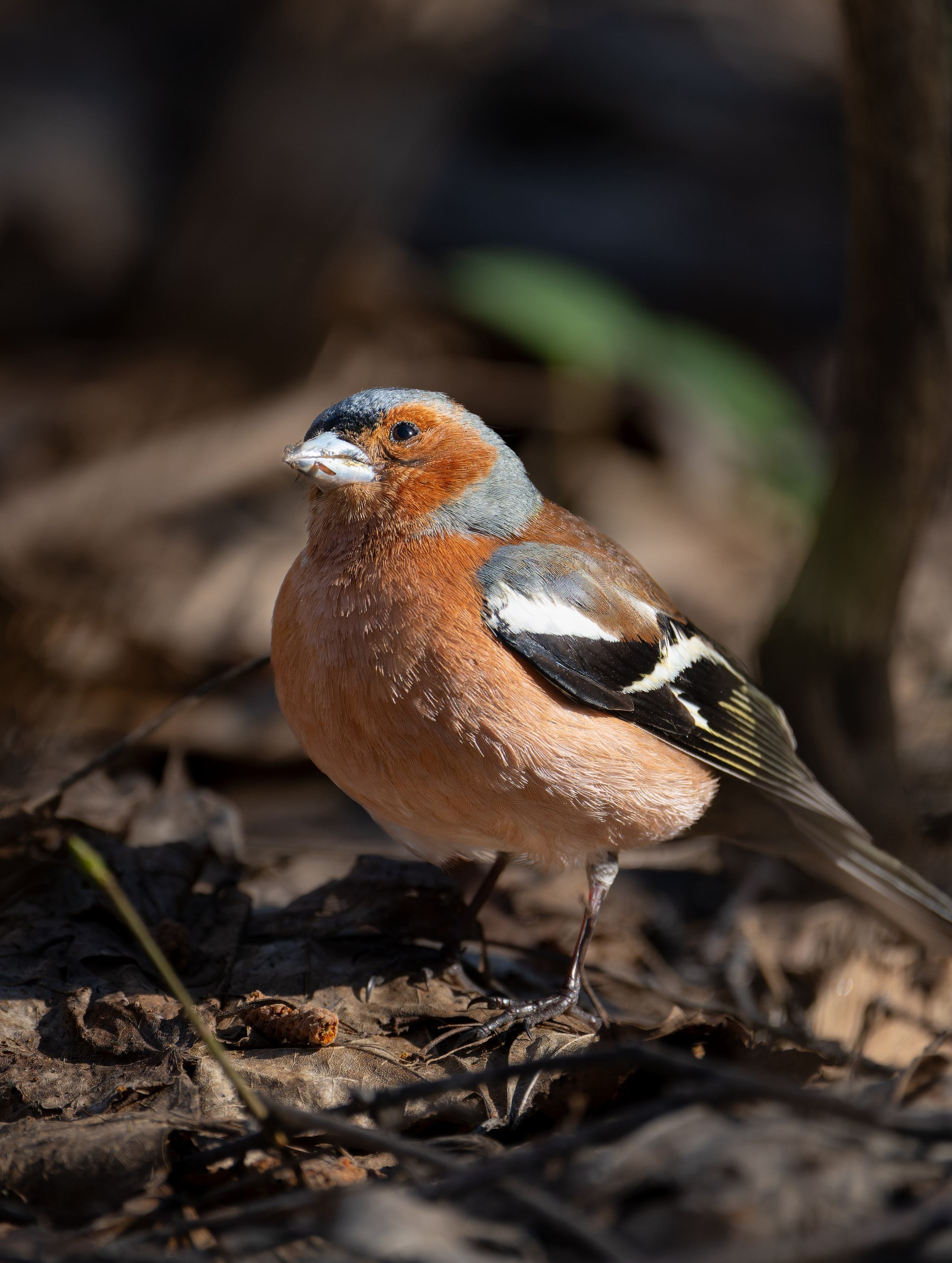 Птицы и животные. Oles Paritskiy
