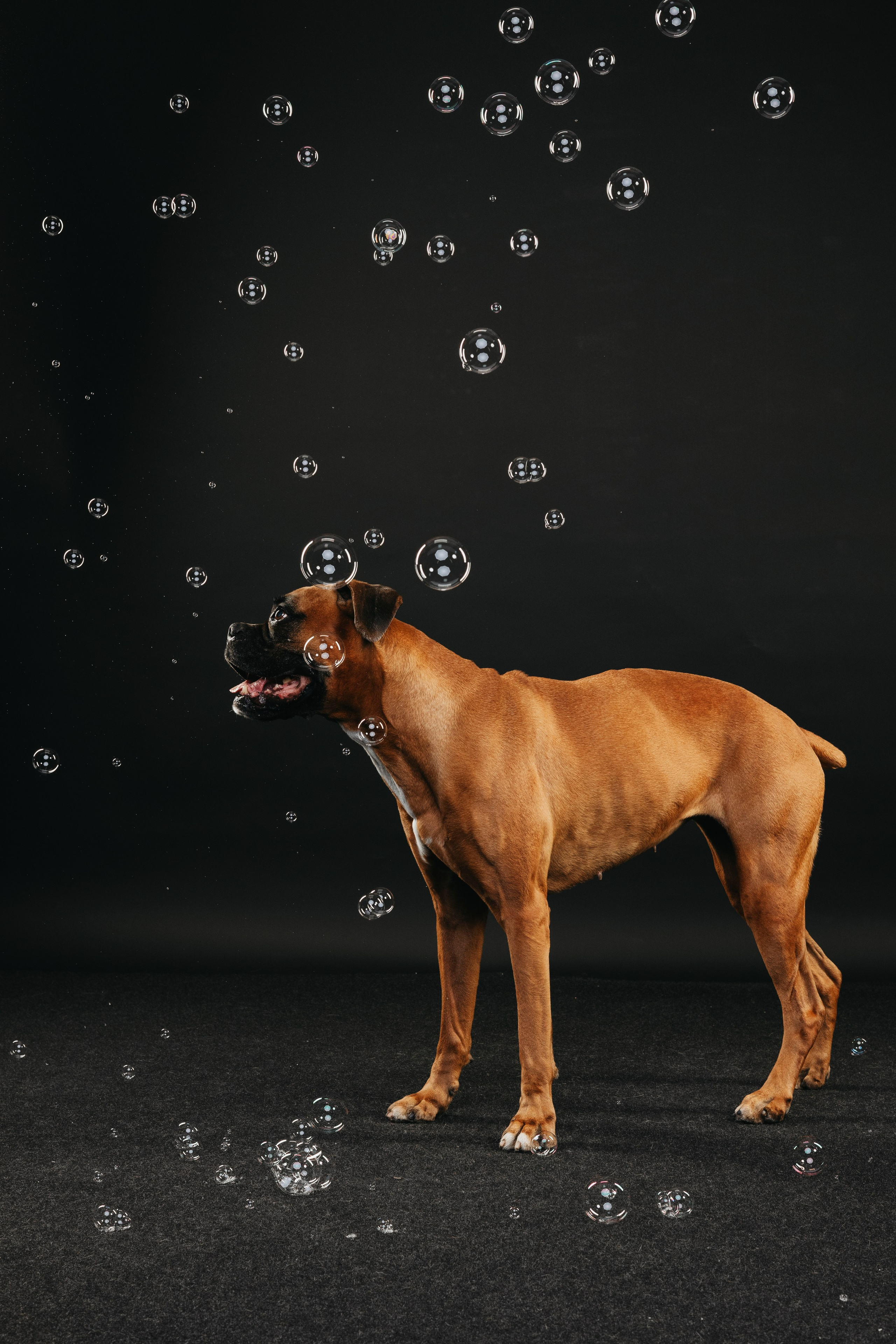 Боксер Челси. Фотограф анималист Осипчикова Мария