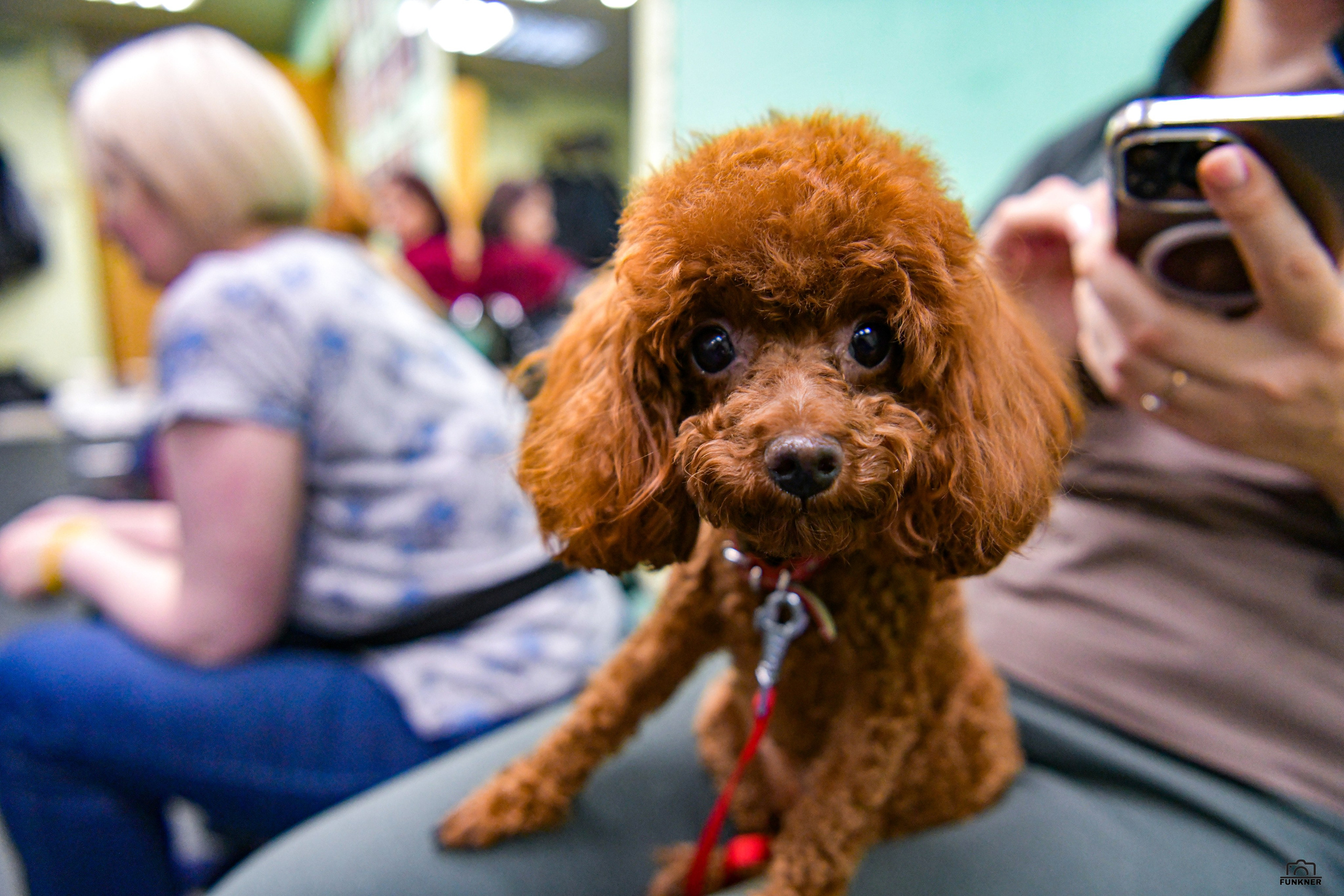 Кинологический клуб «Бодрый хвост». Свой взгляд через объектив