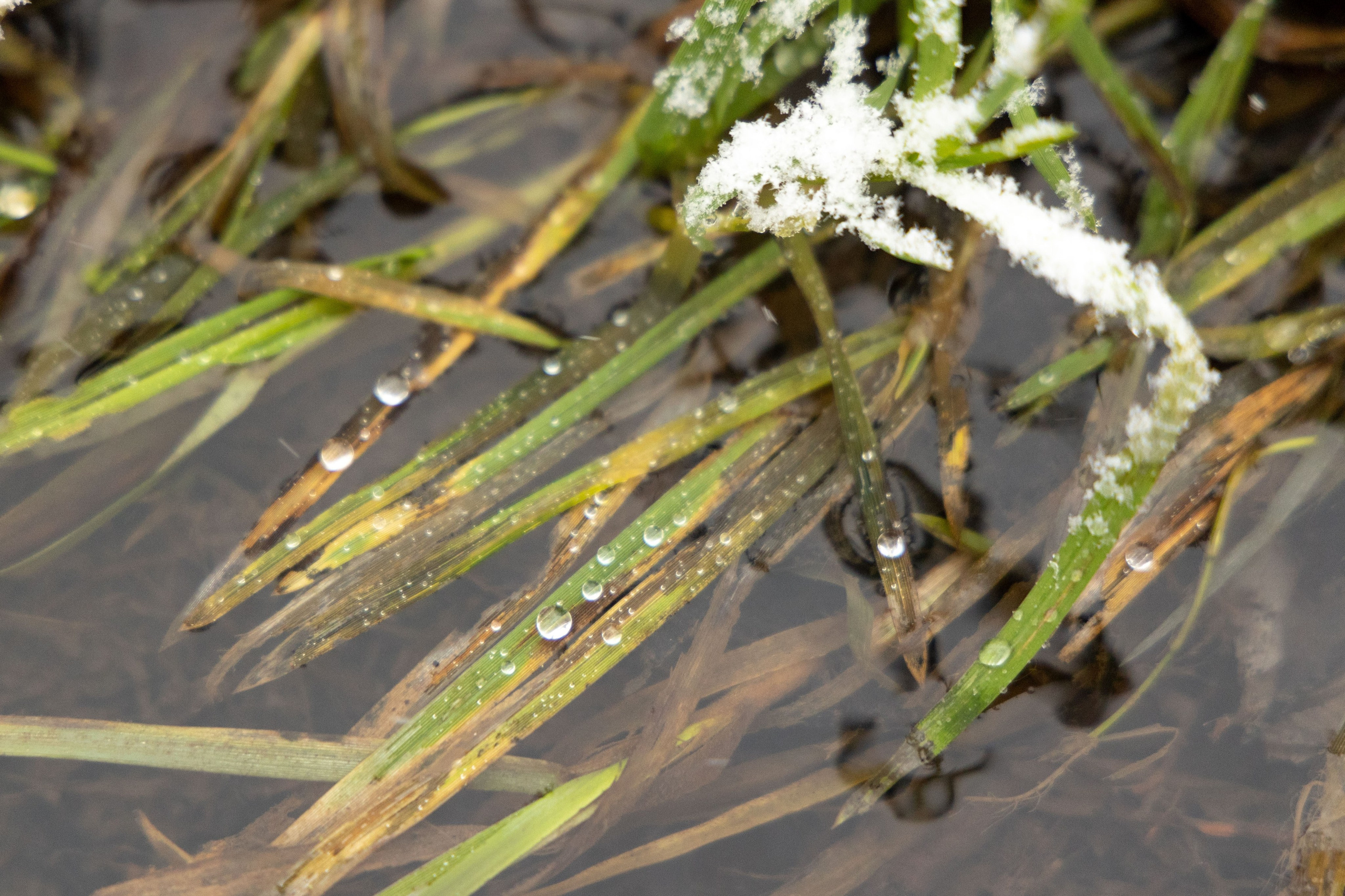 Любимое. Фотограф в Санкт-Петербурге Анна Сосновская
