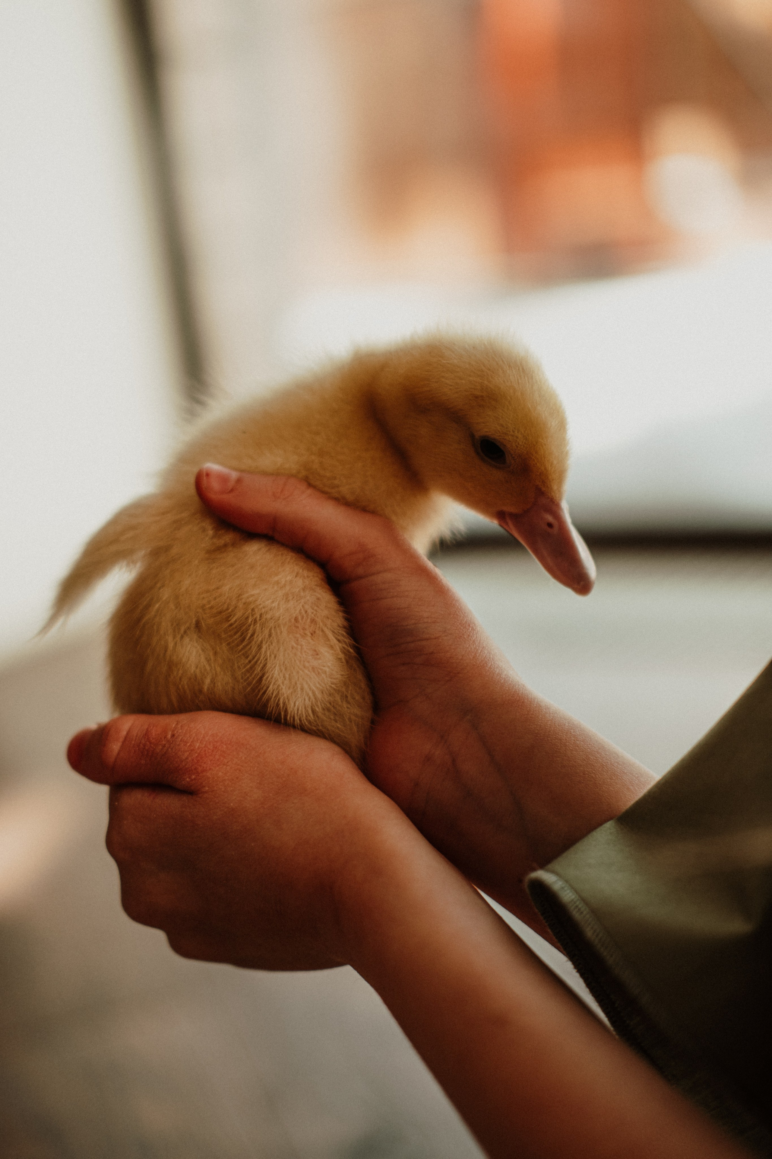 Утята. Свадебный фотограф Челябинск