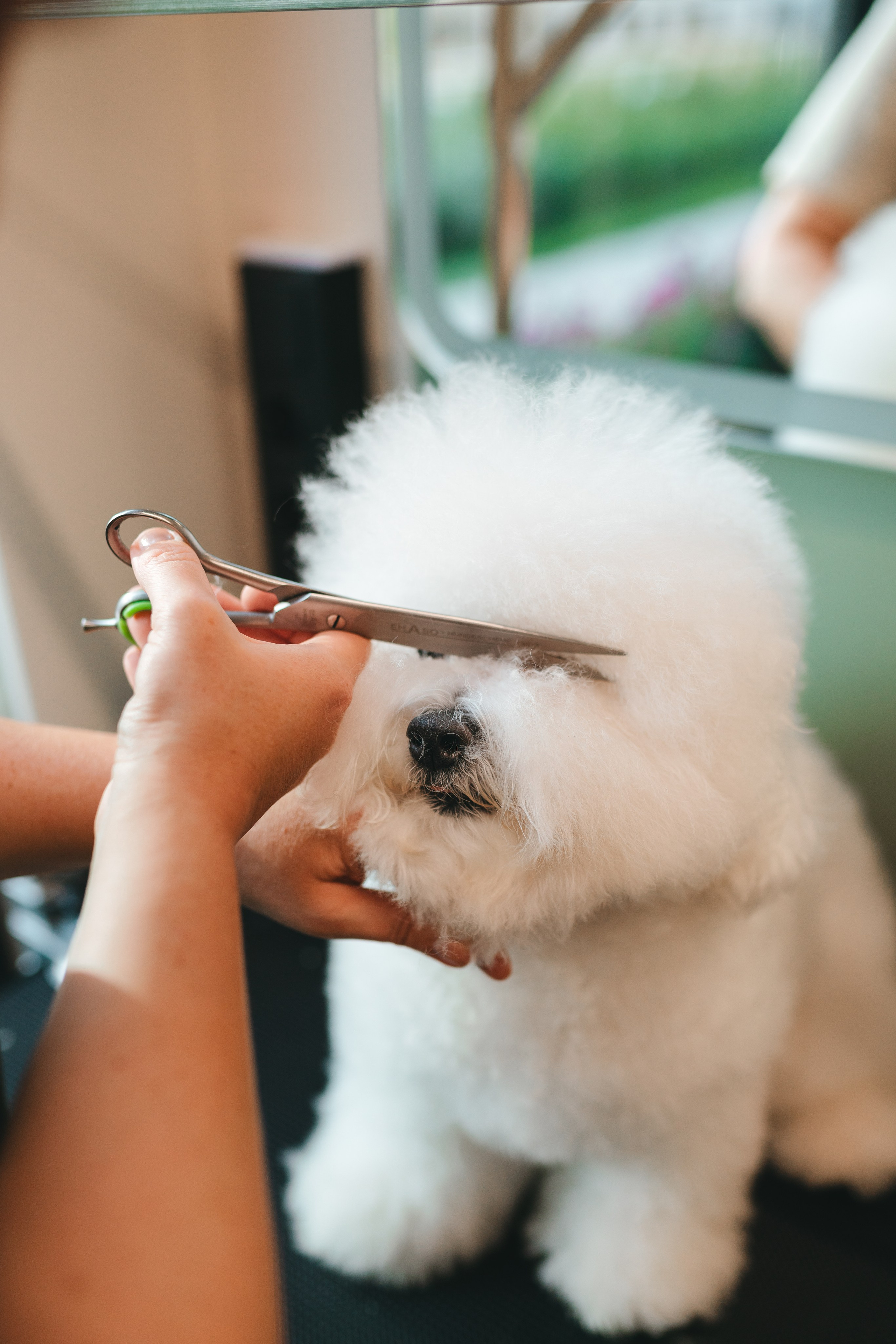Груминг — салон. Фотограф анималист Осипчикова Мария