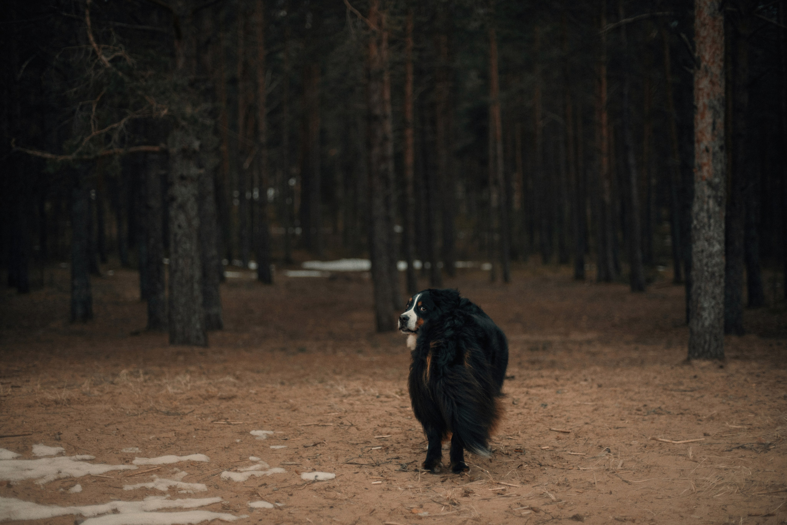 Прогулка: берн Пума, Фрэнк и Юля в Питере. Портфолио