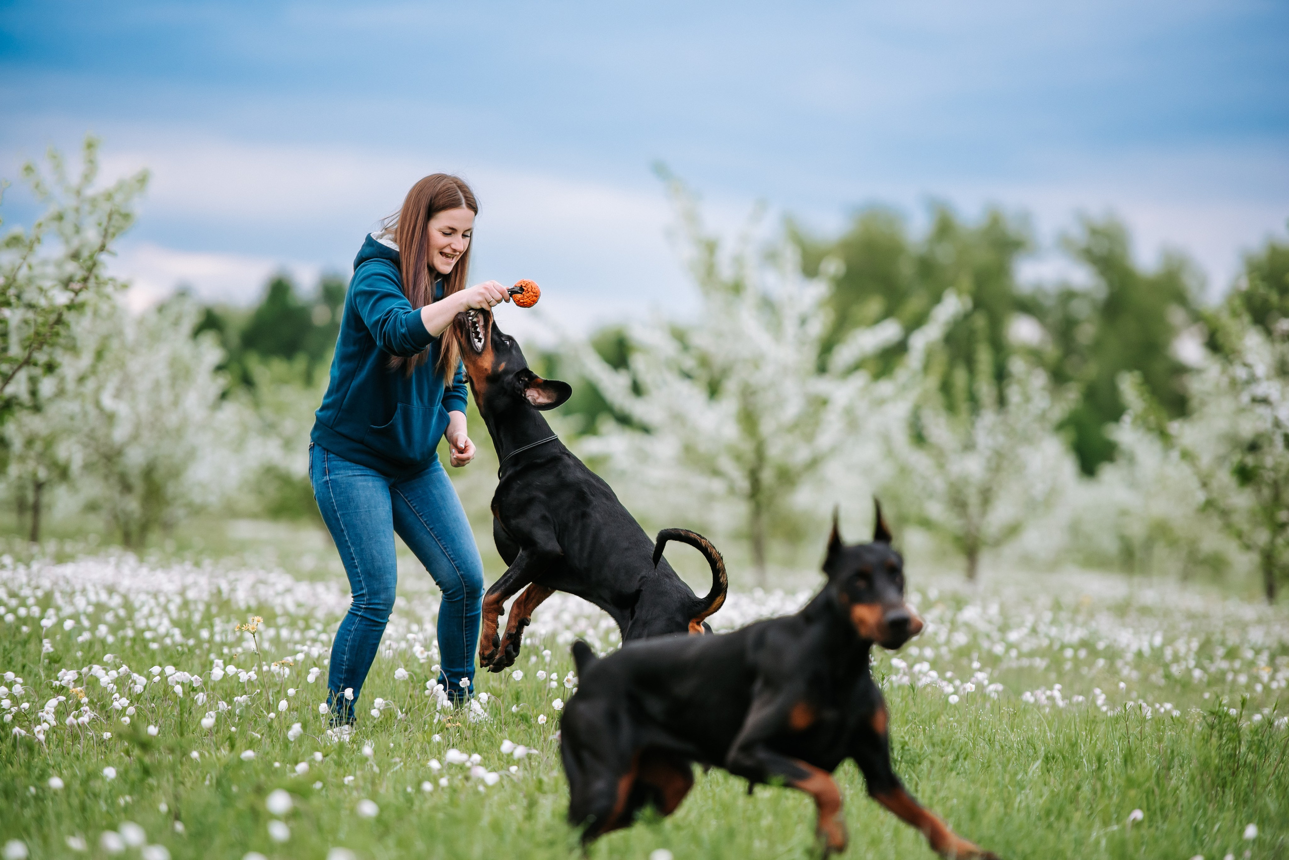 Цветение с доберманами. Фотограф Диана Оленина Красноярск / Братск