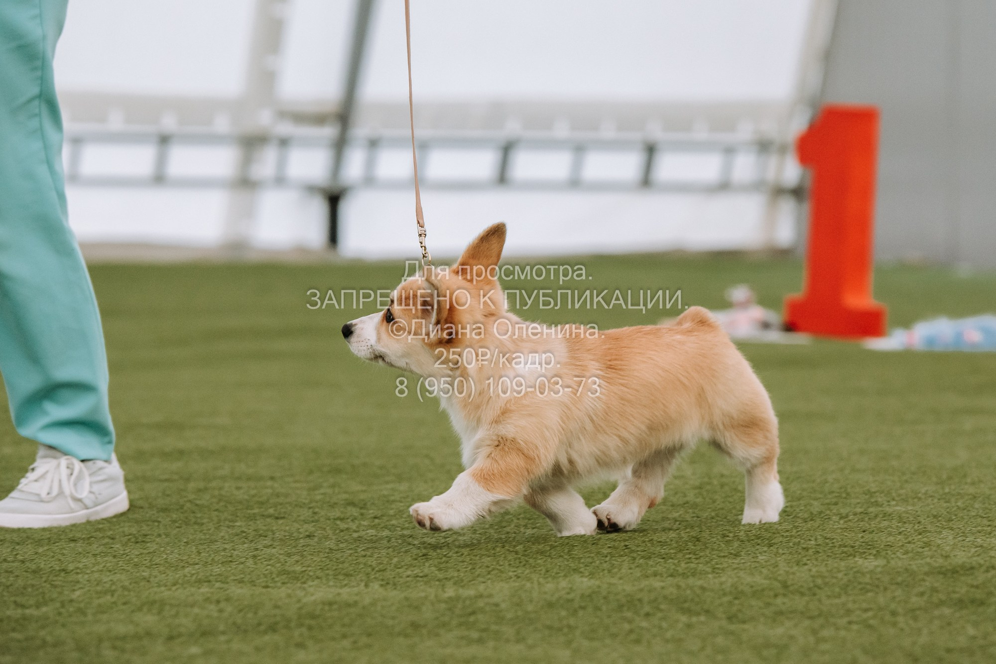 Выставка собак Красноярск 2.06. Фотограф Диана Оленина Красноярск / Братск