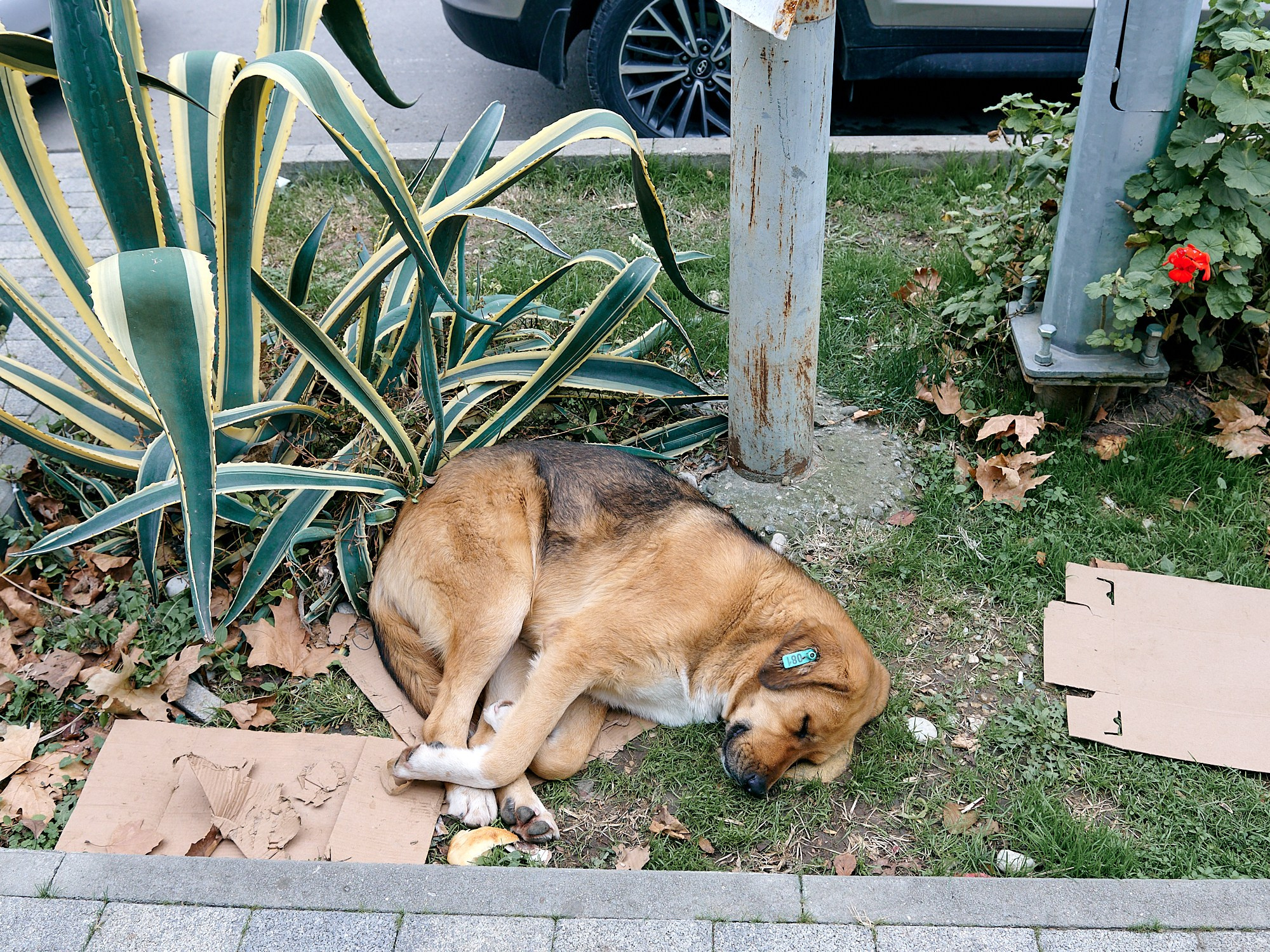 Гагра, Абхазия. Декабрь 2024. Фотографии отовсюду и обо всем