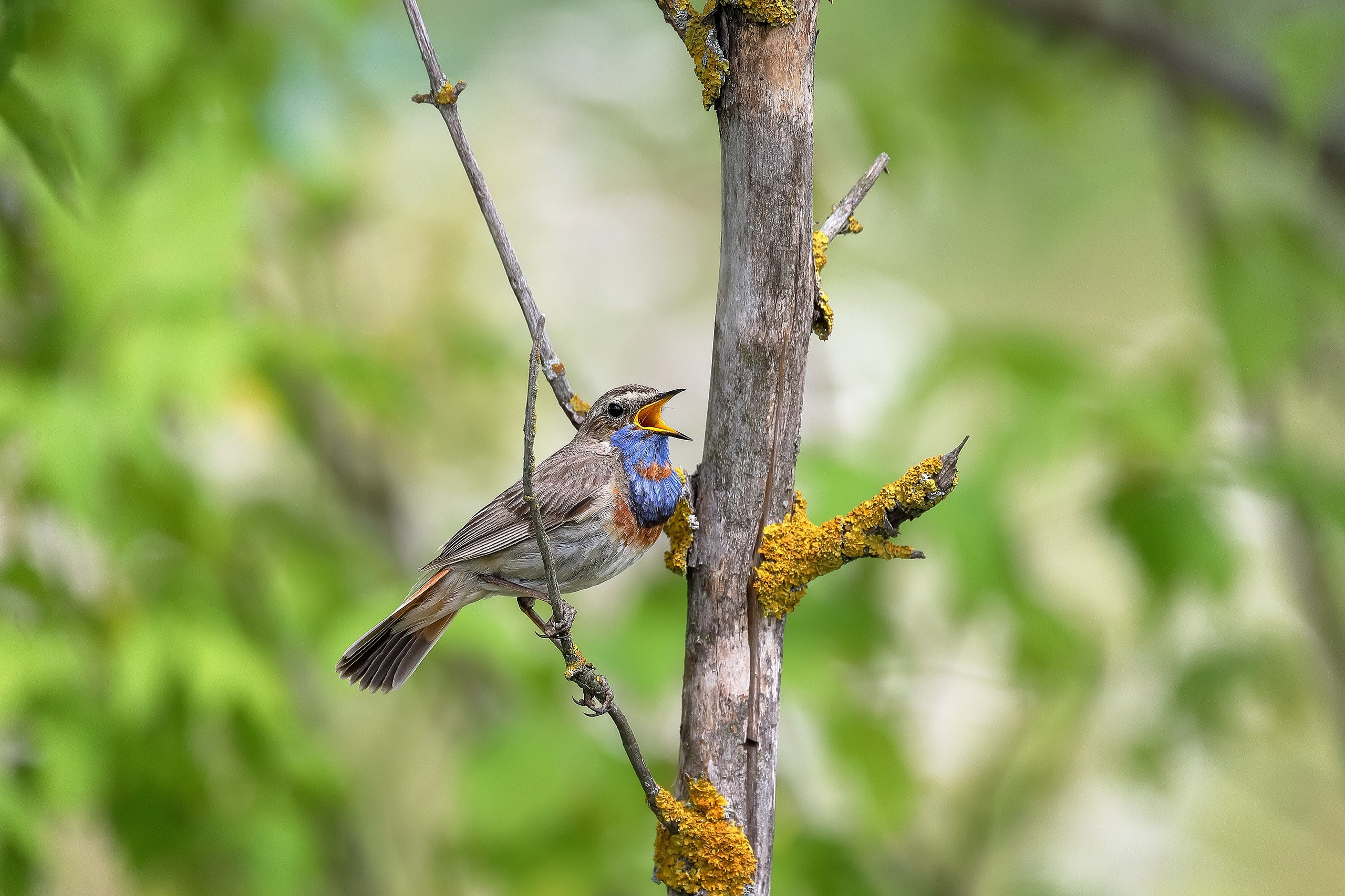 Белозвездная варакушка самая красивая птица России