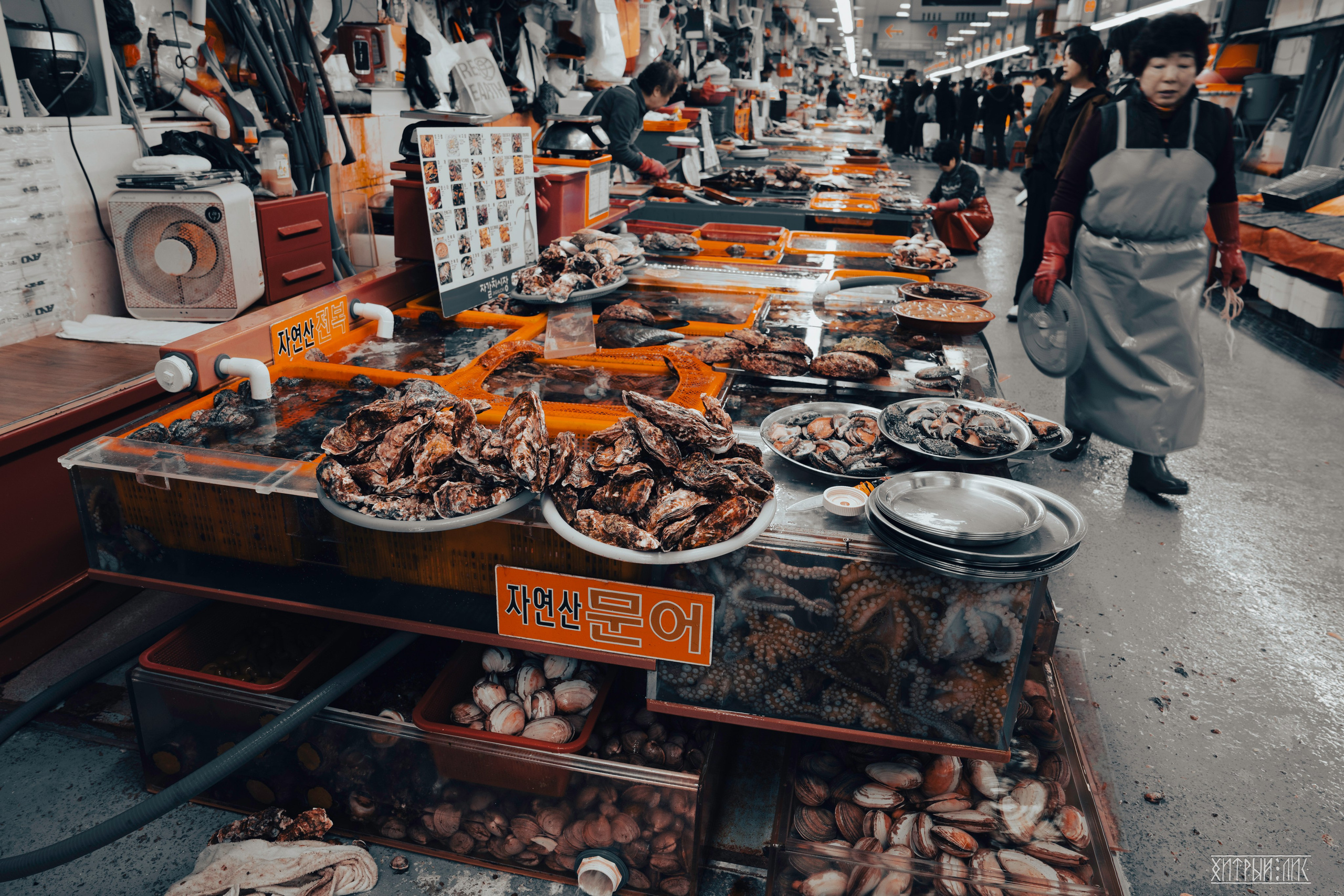 Южная Корея. Фотограф-путешественник Самойлов Максим «Sly Fox»